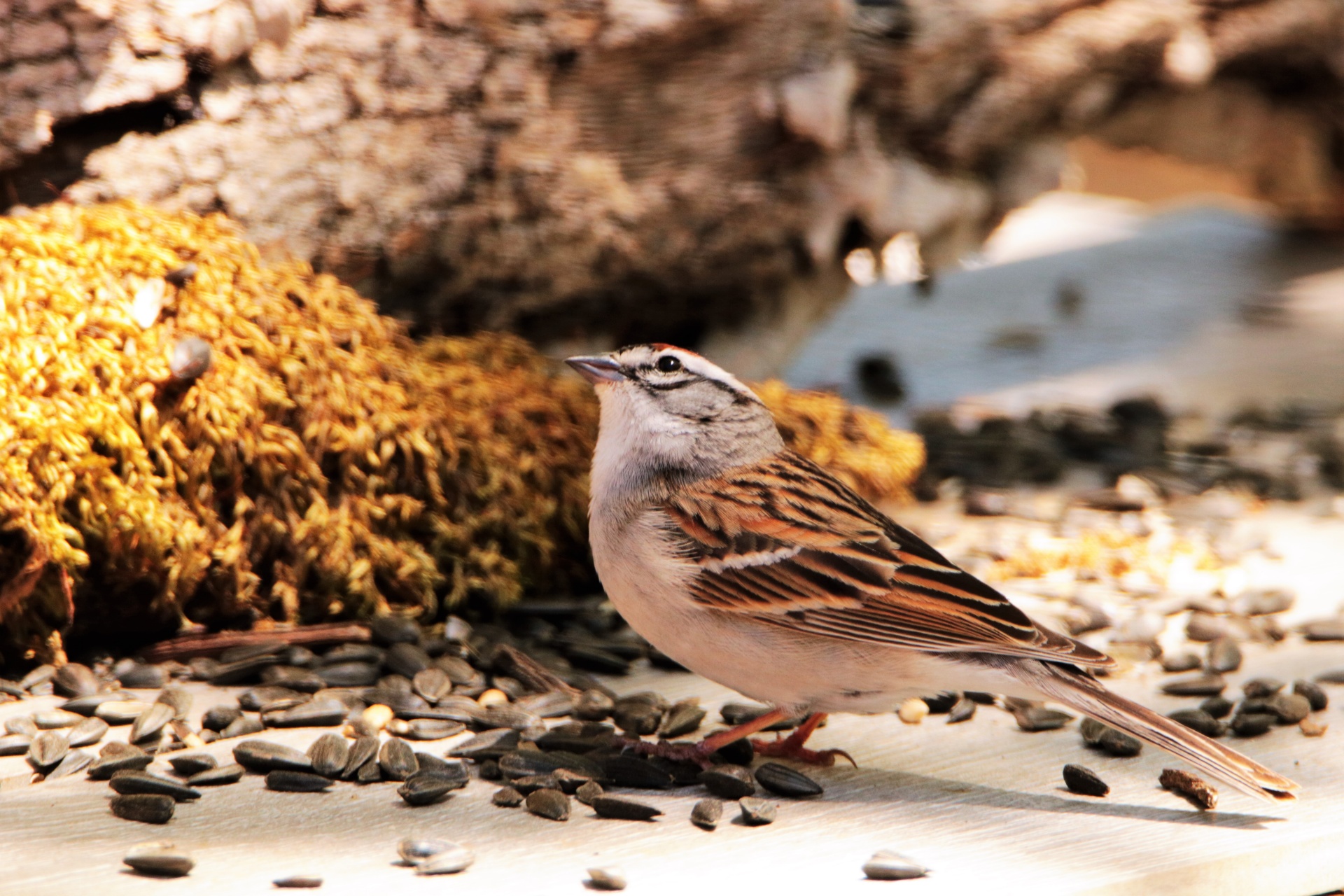 Chipping Sparrow op tabel 2