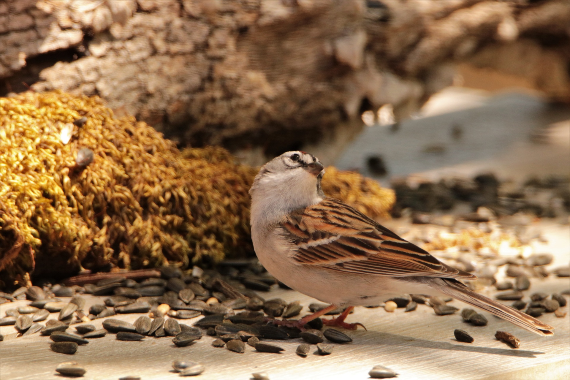 Chipping Sparrow op tafel