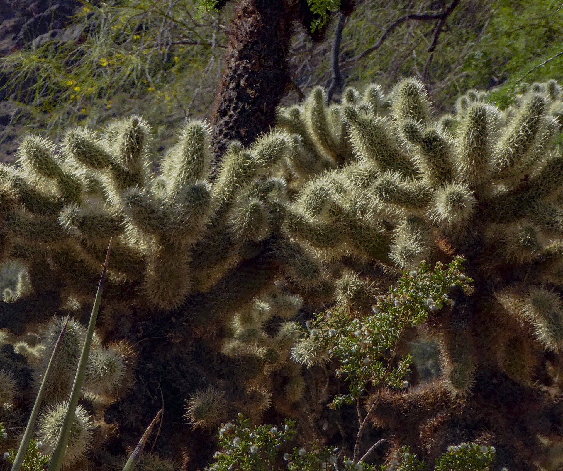Cholla Cactus achtergrond