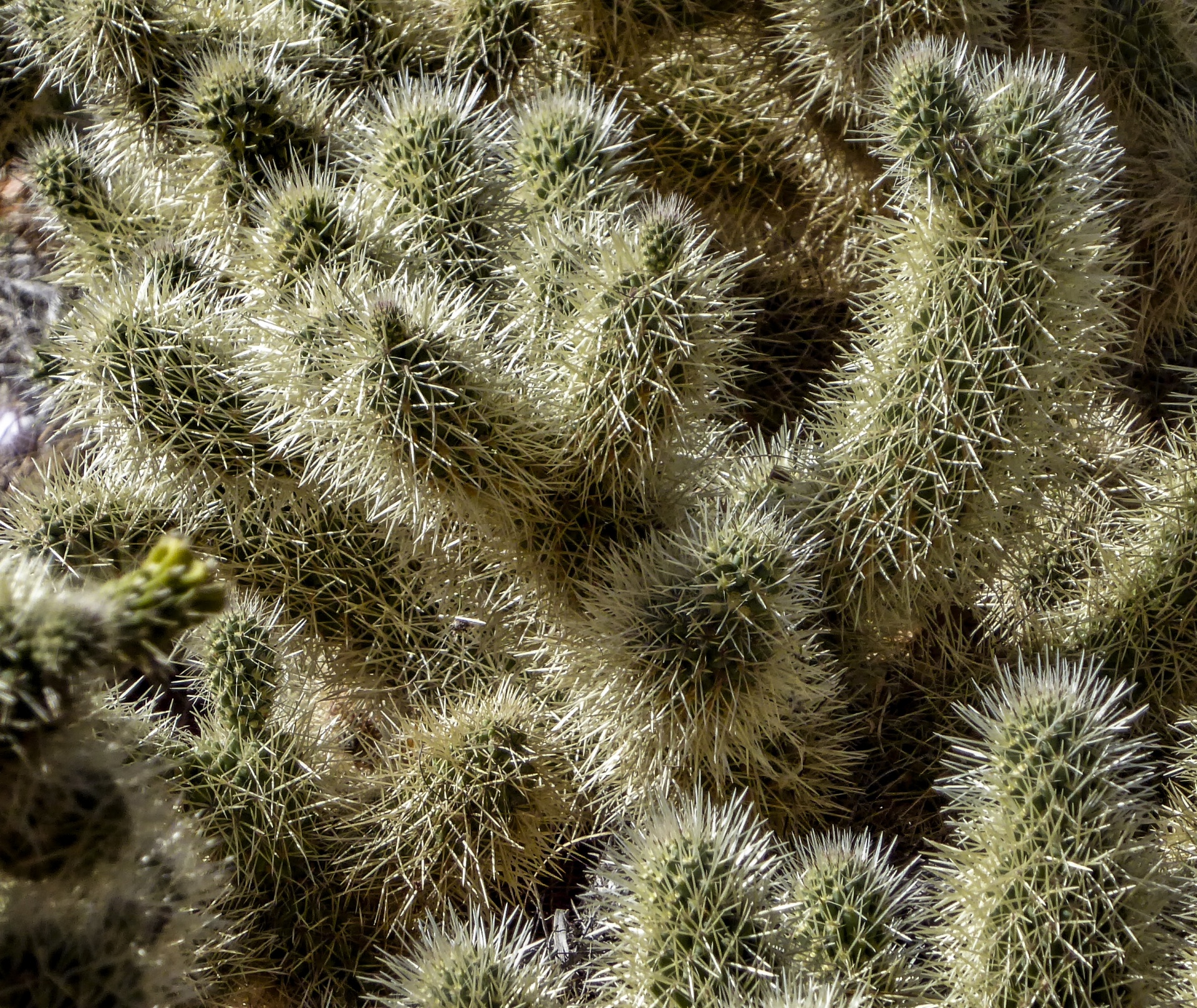 Cholla Cactus achtergrond