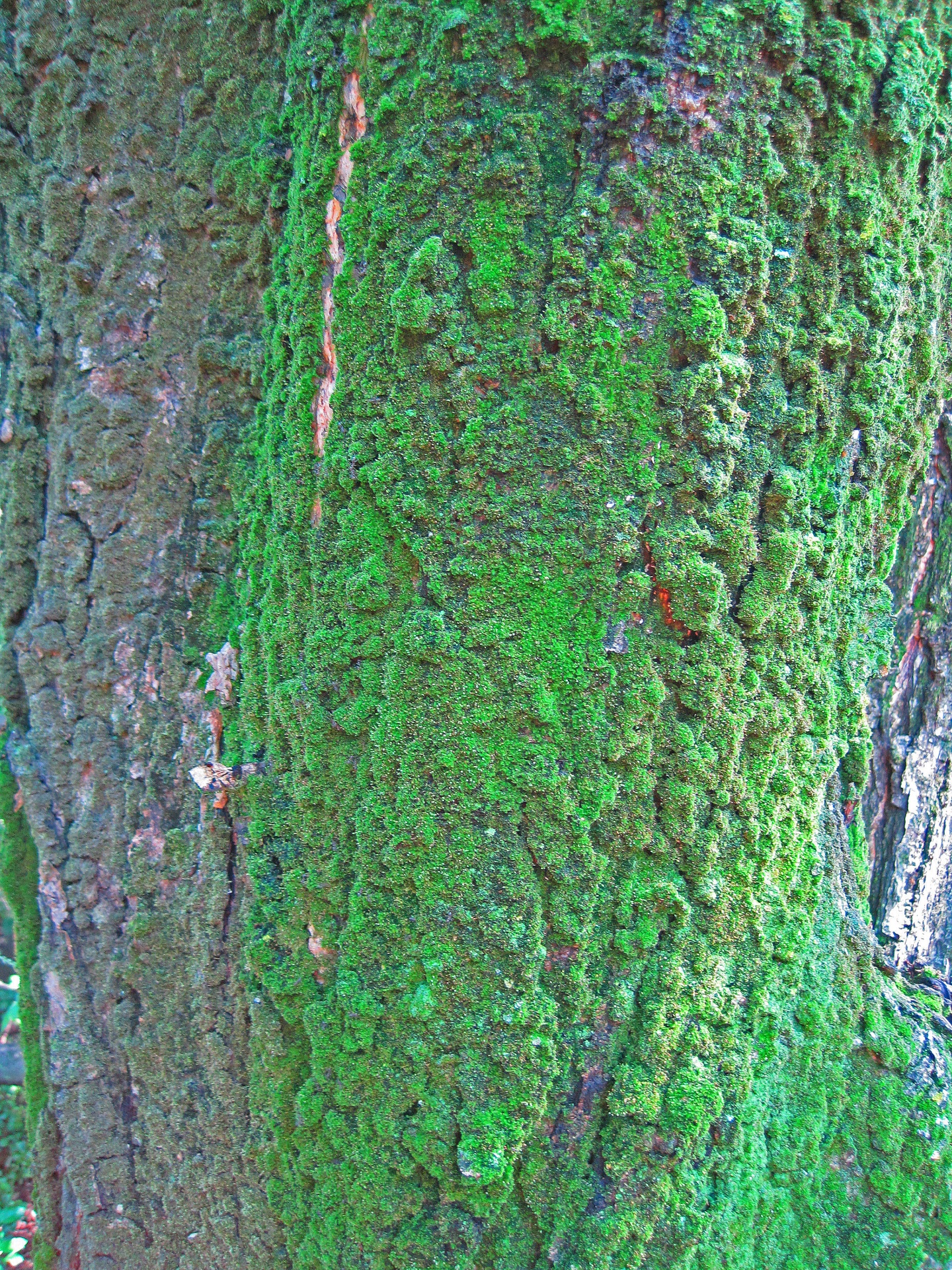 Nauwe weergave van mos op een boomstam
