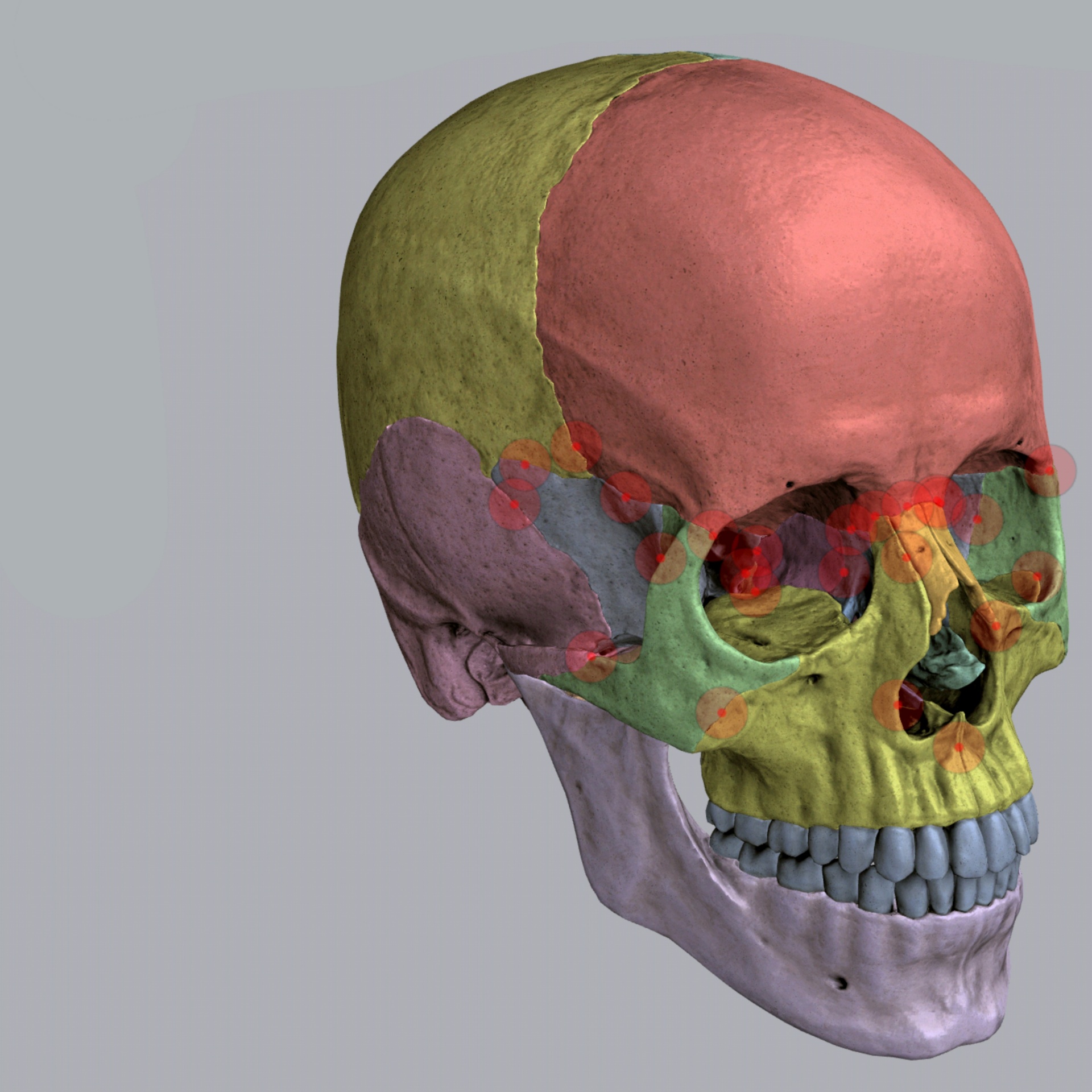 Kleur schedel