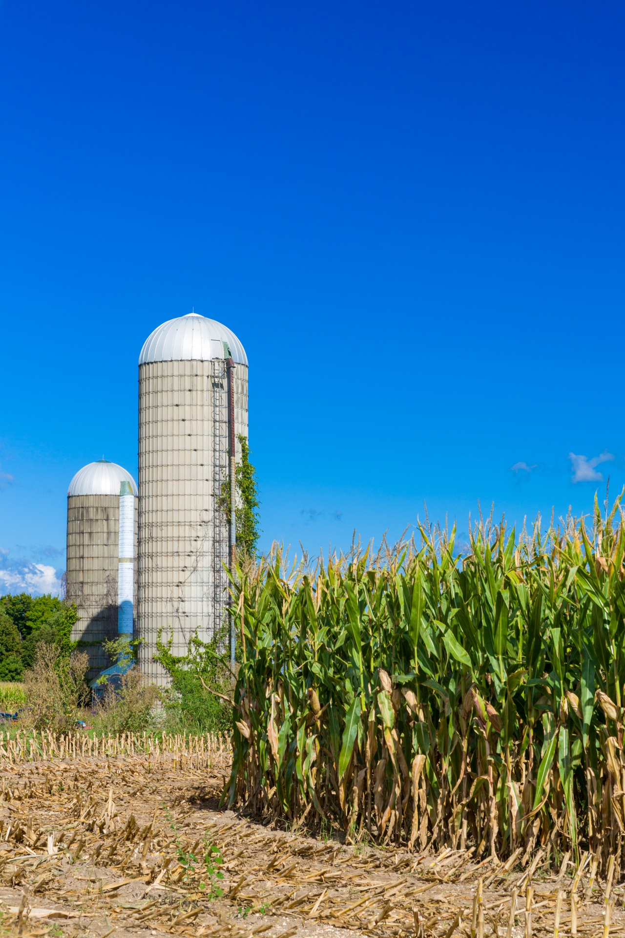 Campo de maíz y un silo