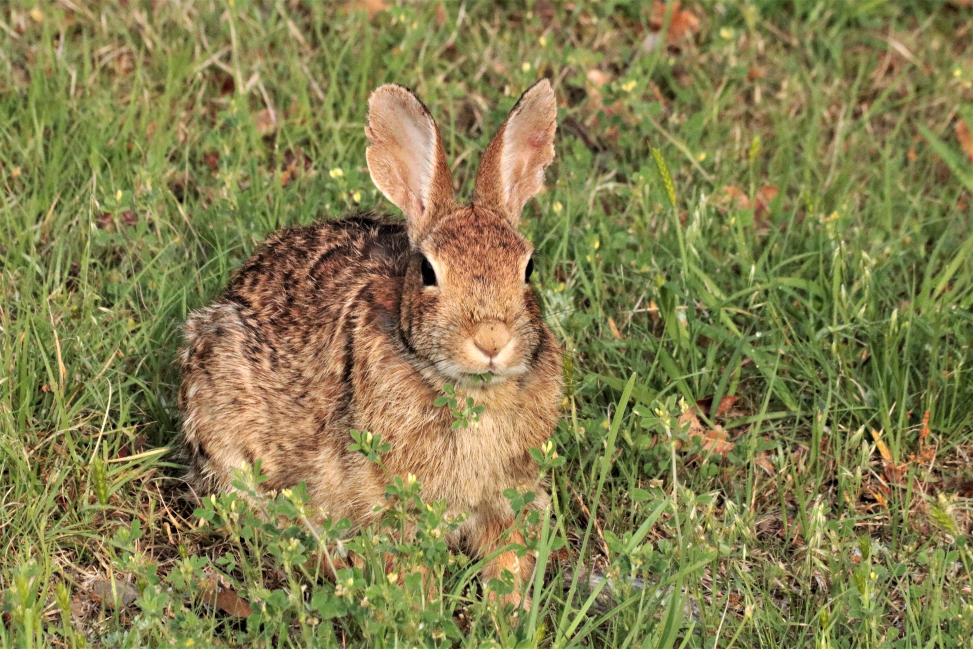 棉尾兔吃野花