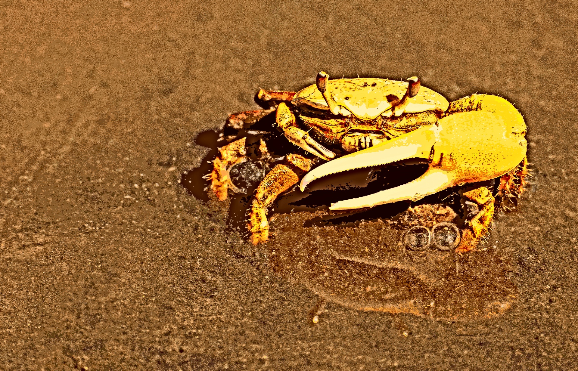 Crab Posterization