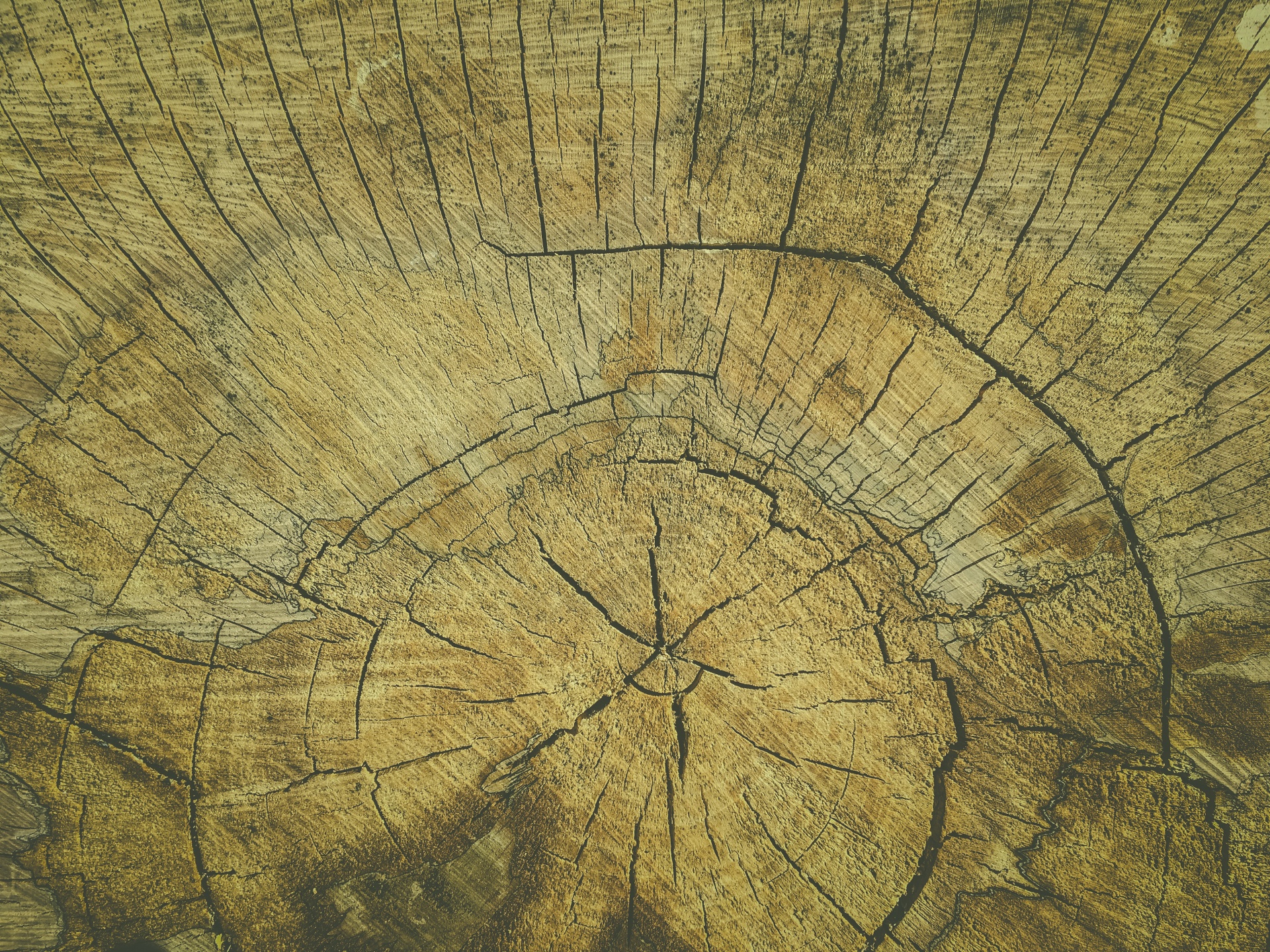 Cut Wood Texture