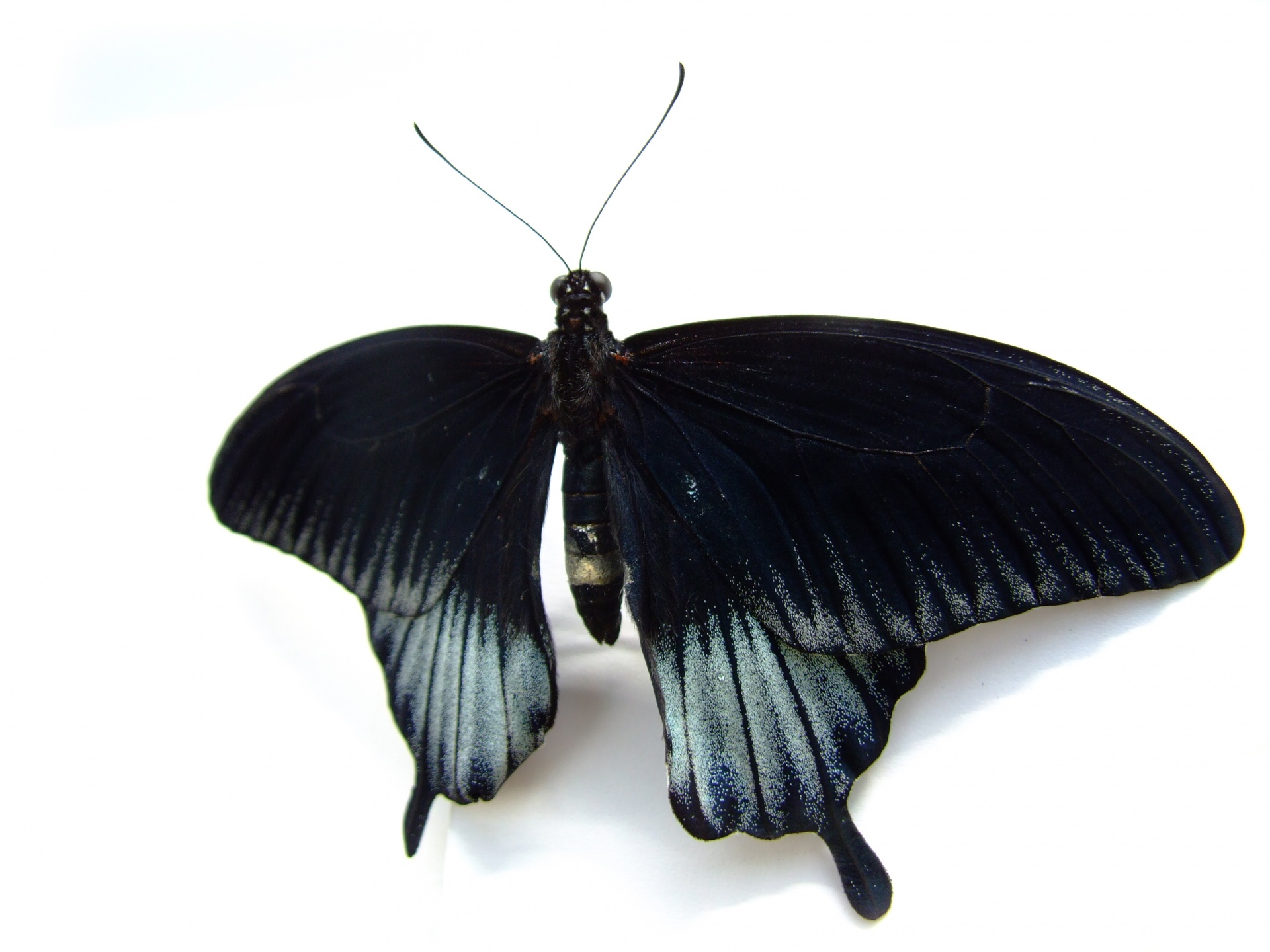 Donkere vlinder op witte achtergrond
