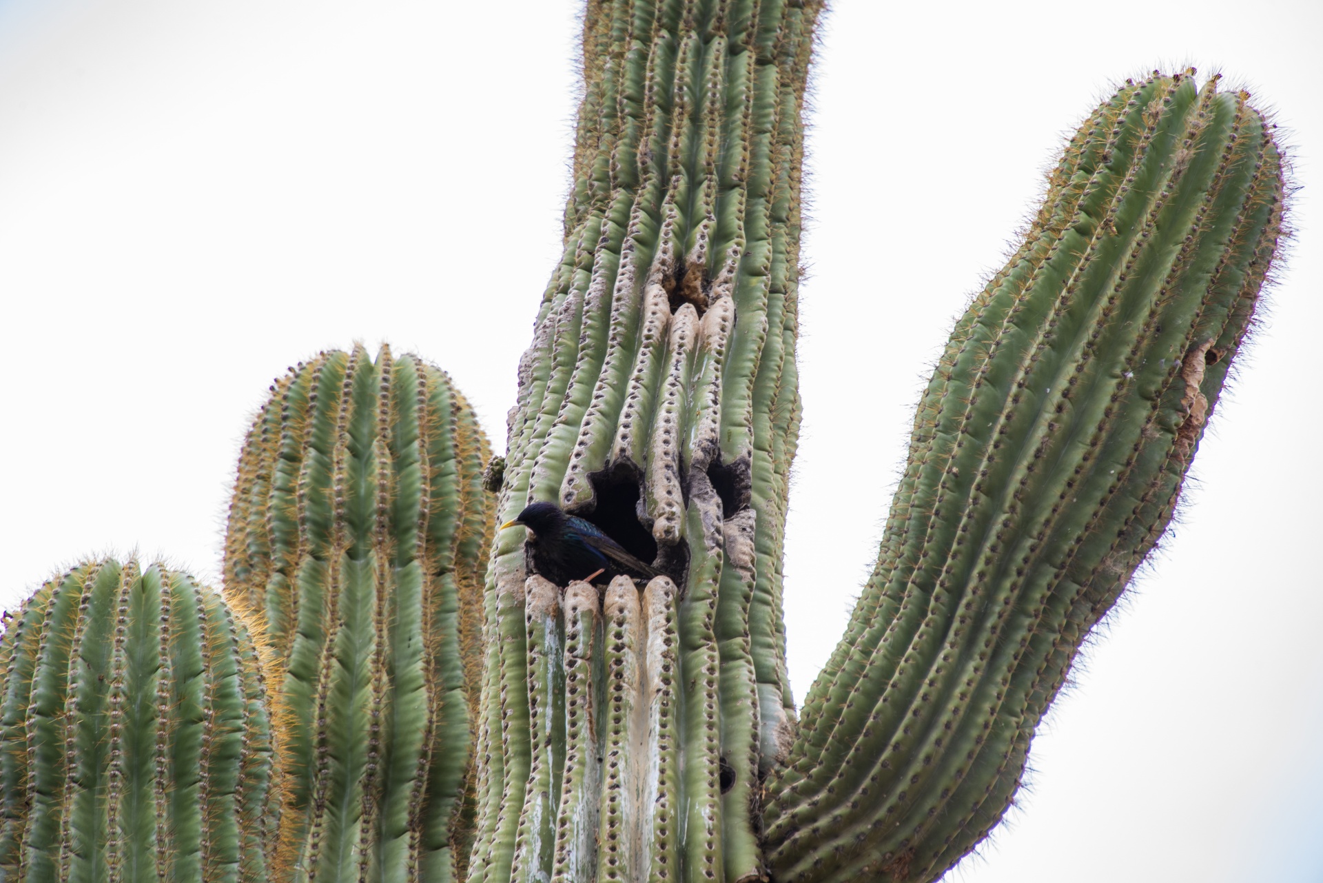 Wüstenvogel im Saguaro-Kaktus