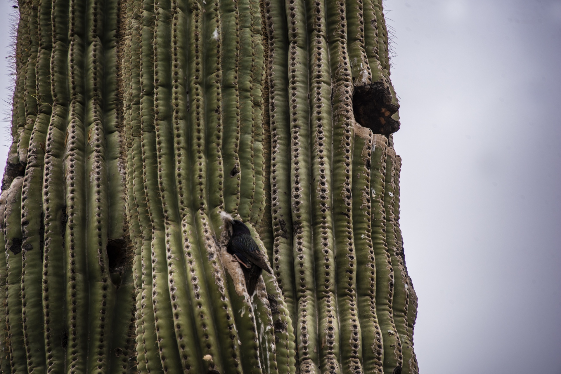 Wüstenvogel auf Saguaro-Kaktus