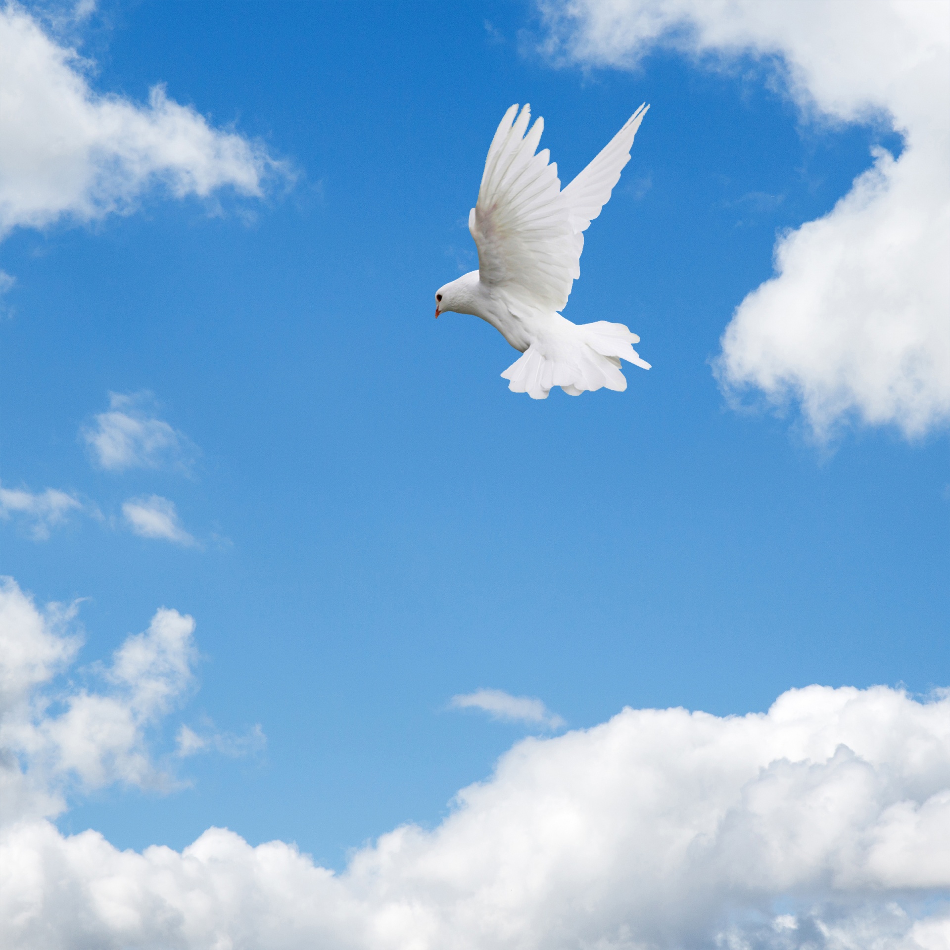 Dove Flying in Sky