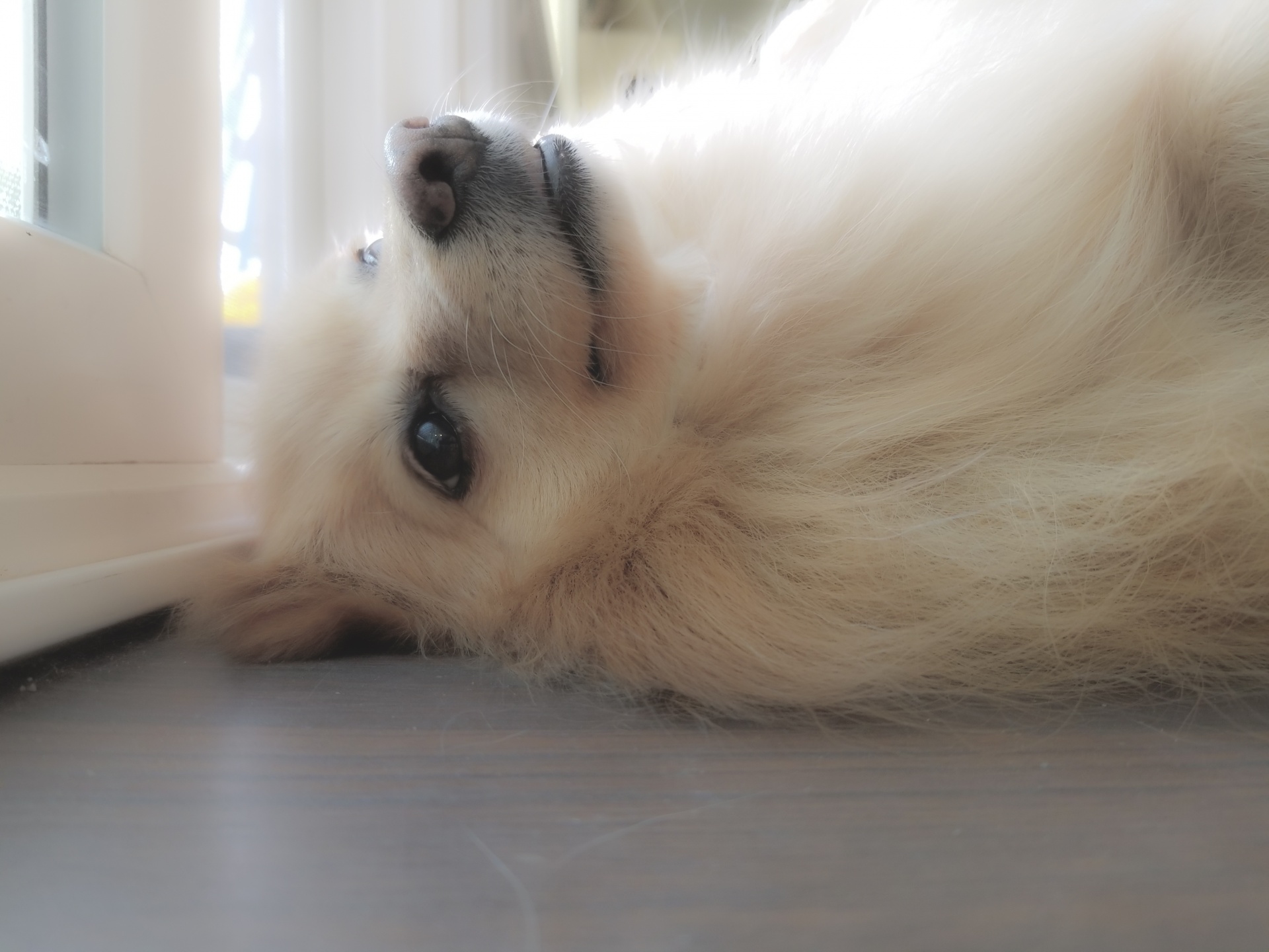 Dreamy Pomeranian Dog