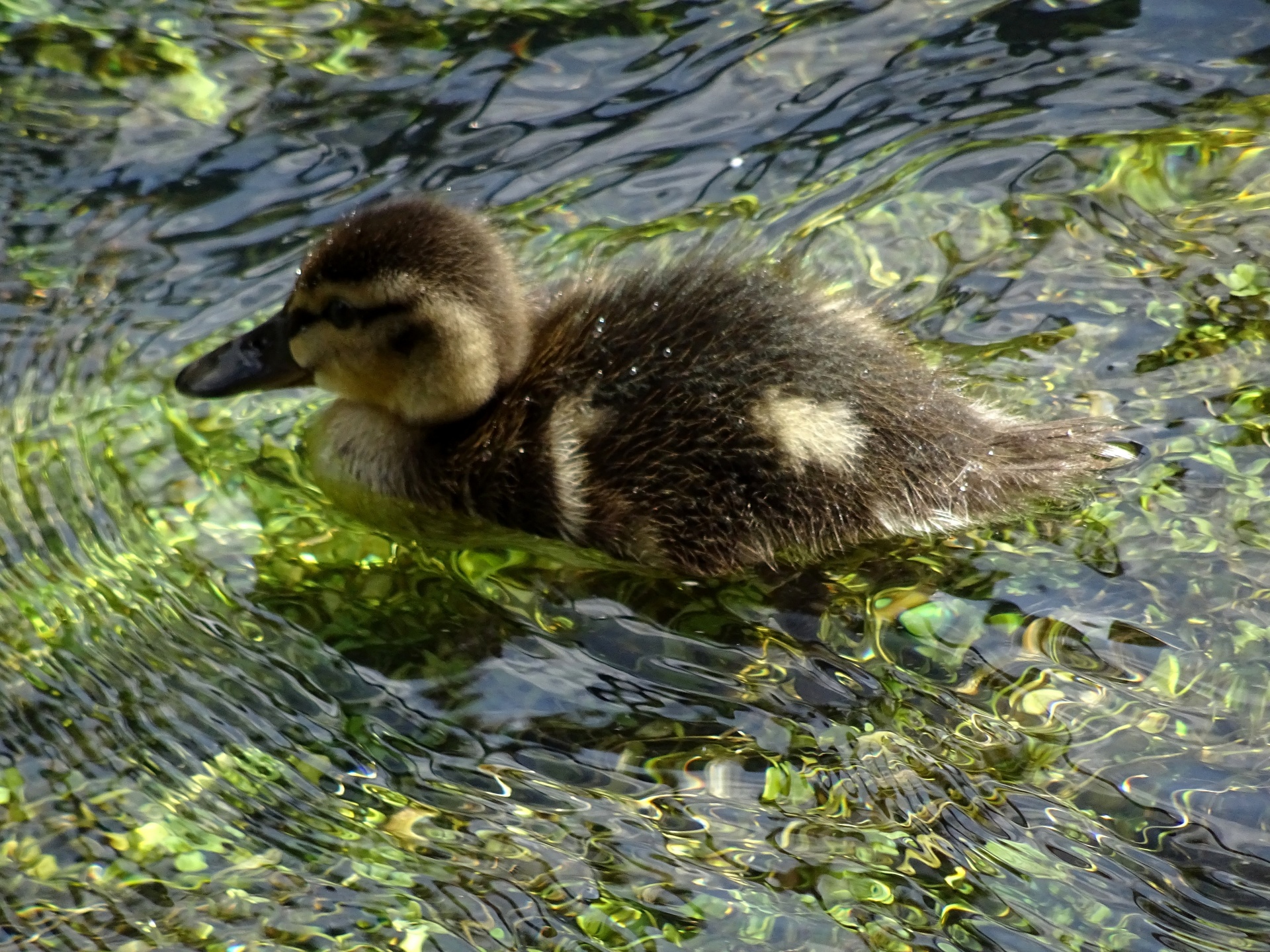 Duckling In Pond