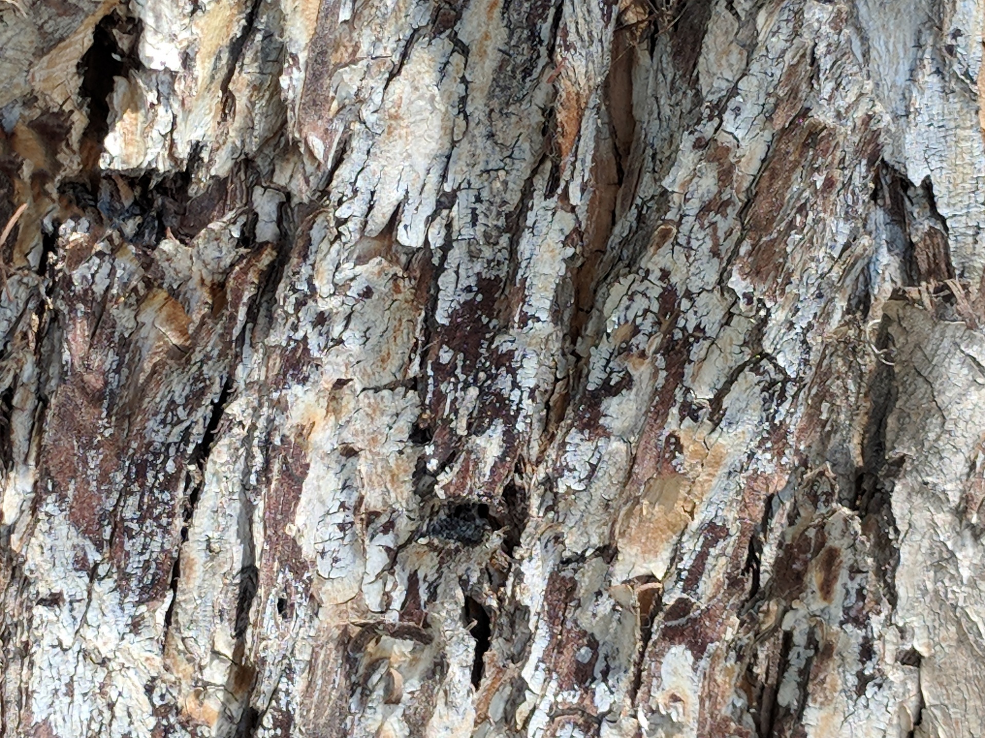 Eucalyptus schors achtergrond