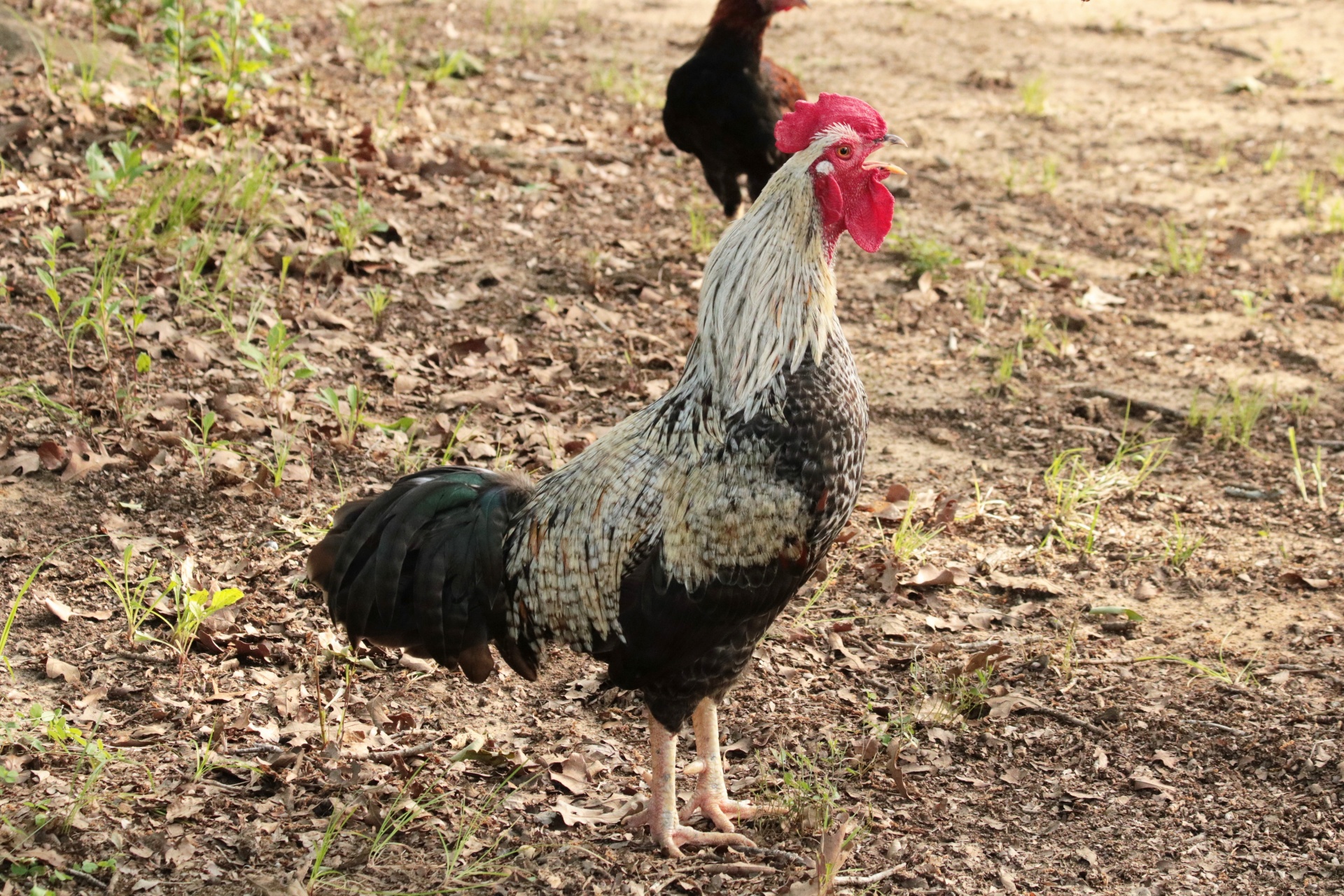 Fancy Rooster Crowing