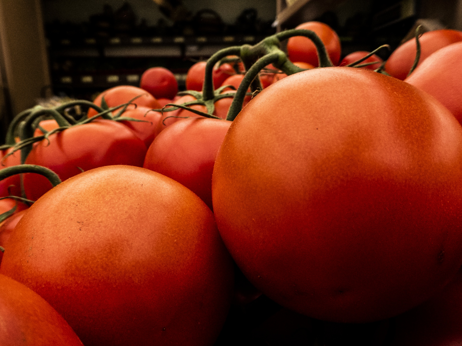 Boerderij verse tomaten