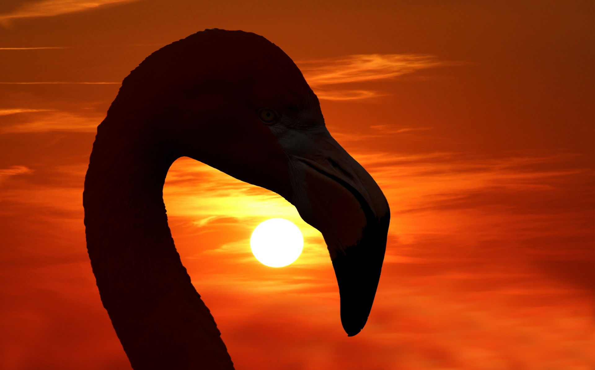 Flamingo zonsondergang silhouet