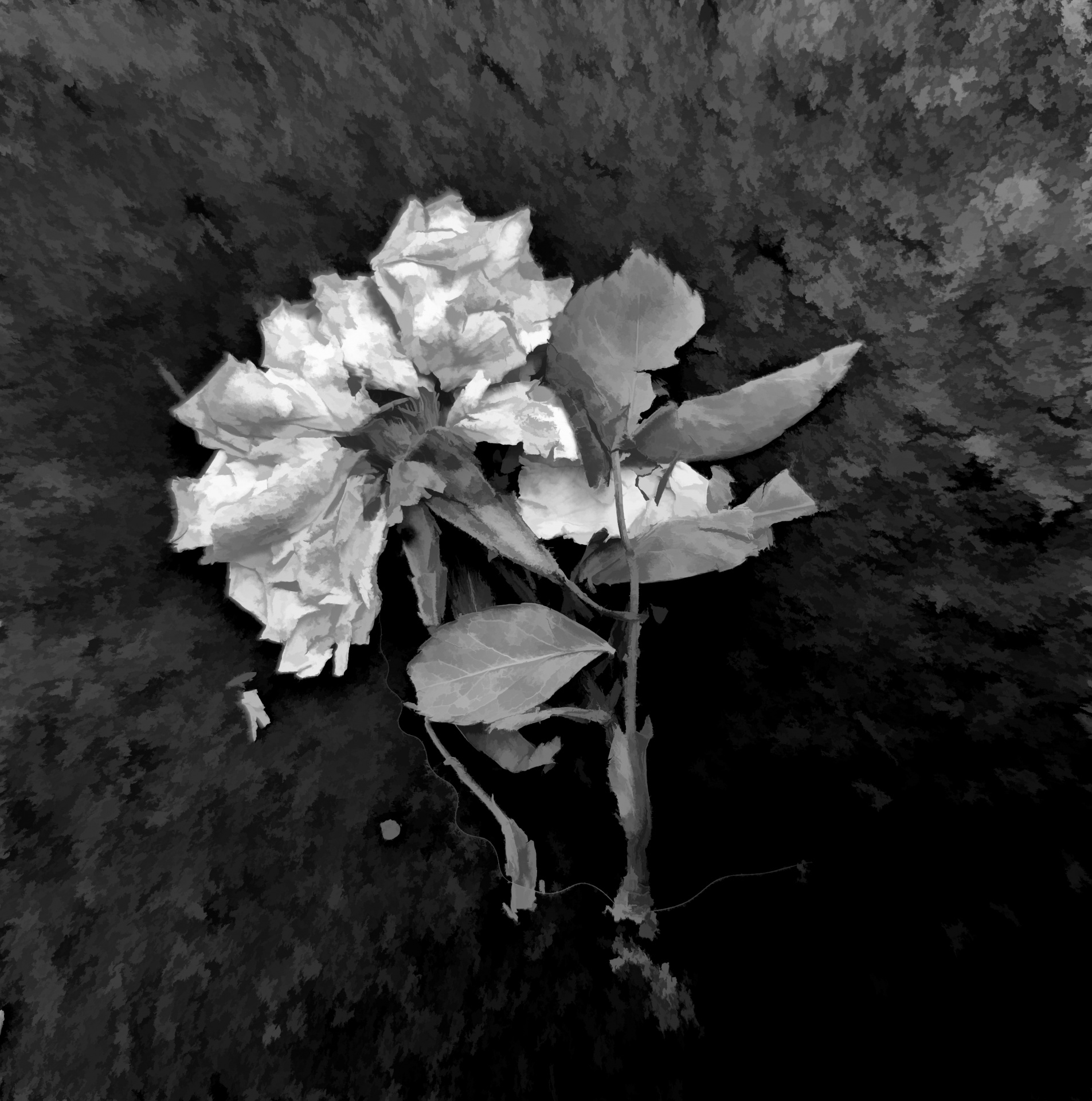 Flattened Flower Black and White