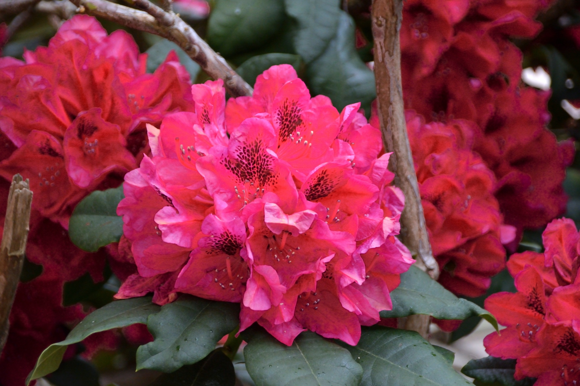Rhododendron bloem