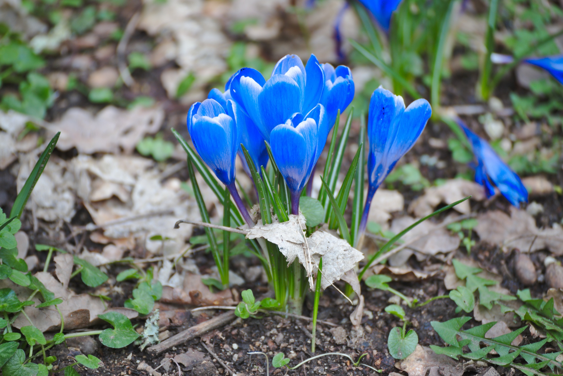 Blauwe crocus bloemen