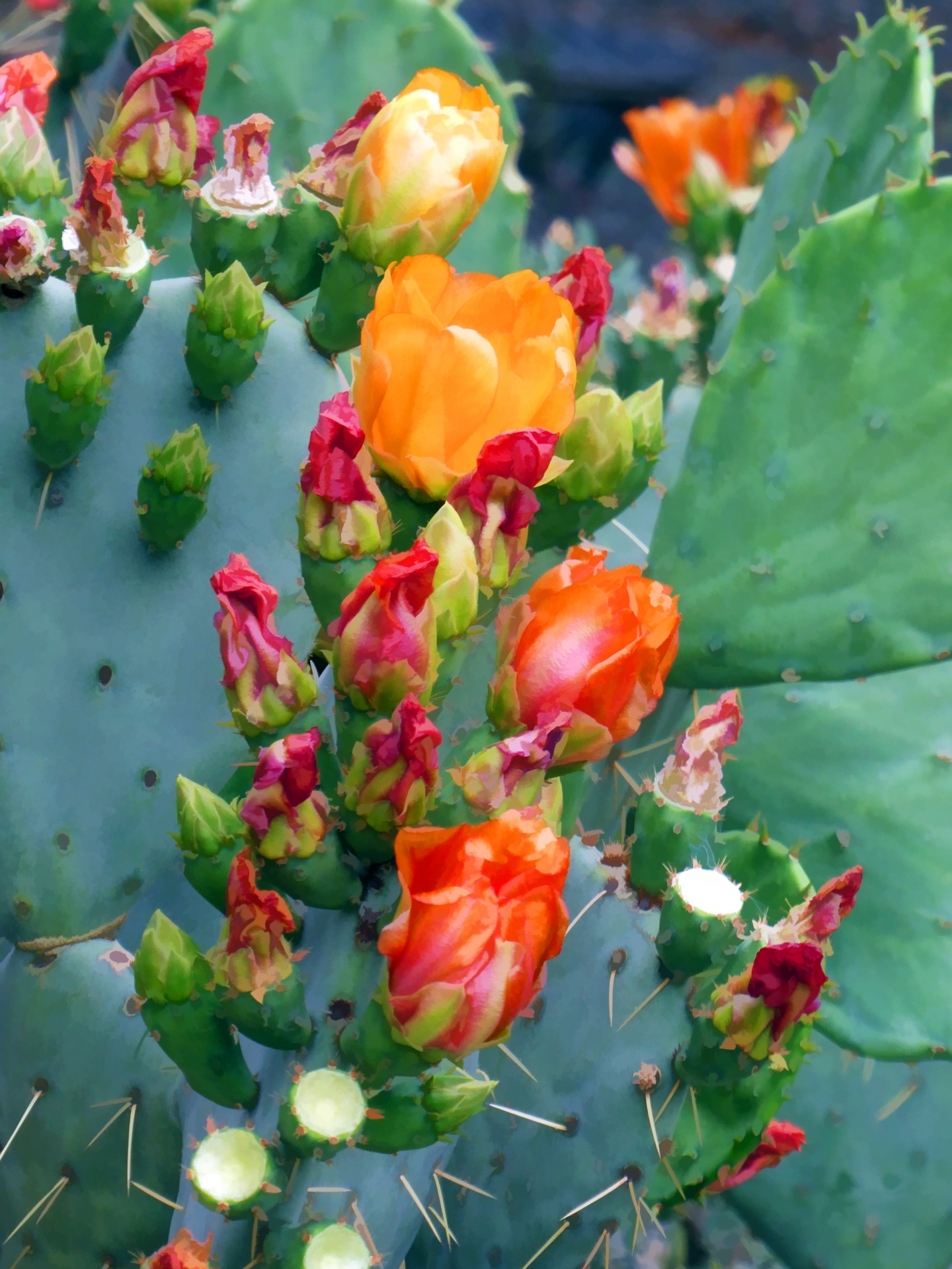 Bloeiende Cactus