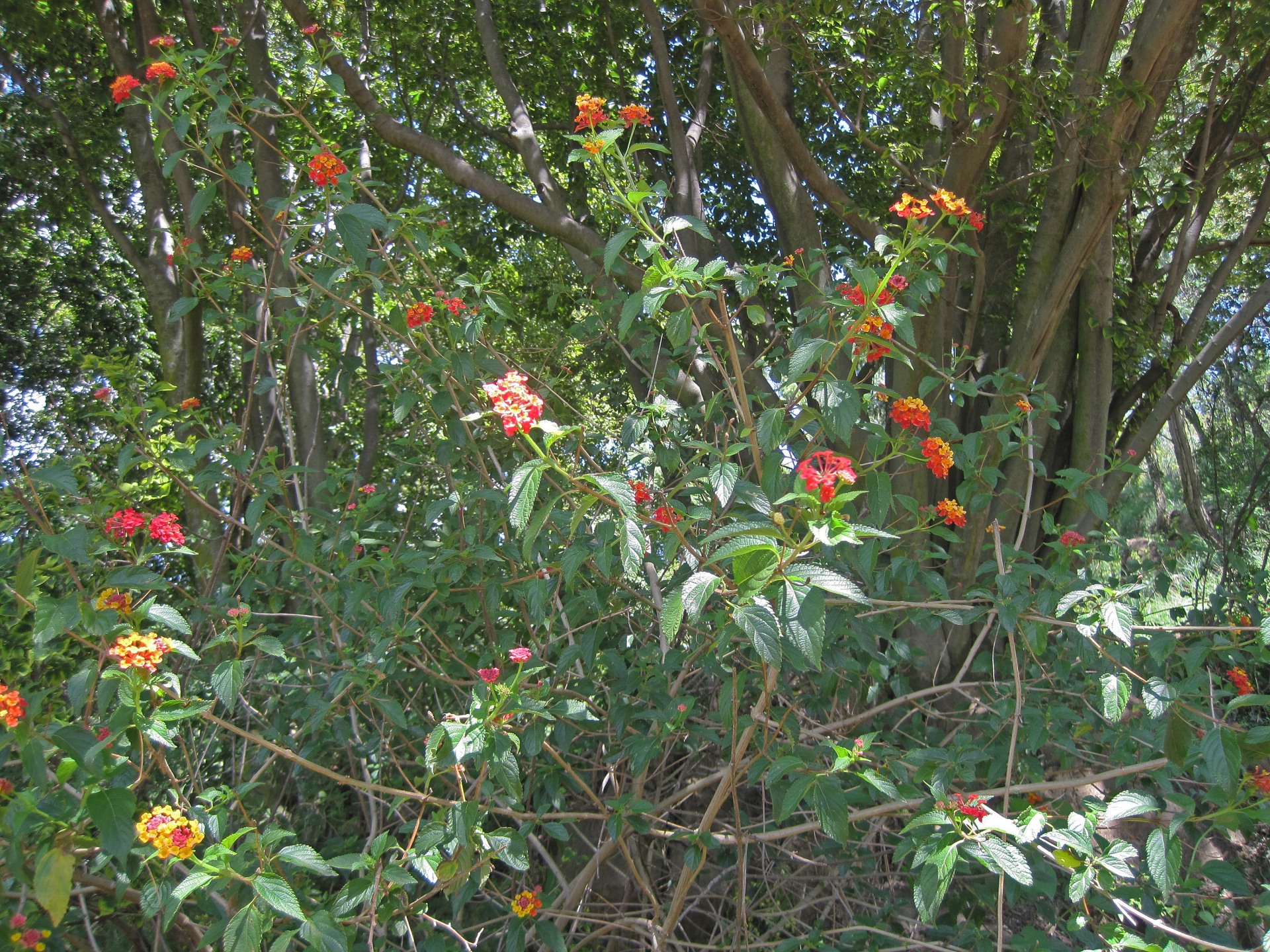 Arbuste à fleurs de lantana