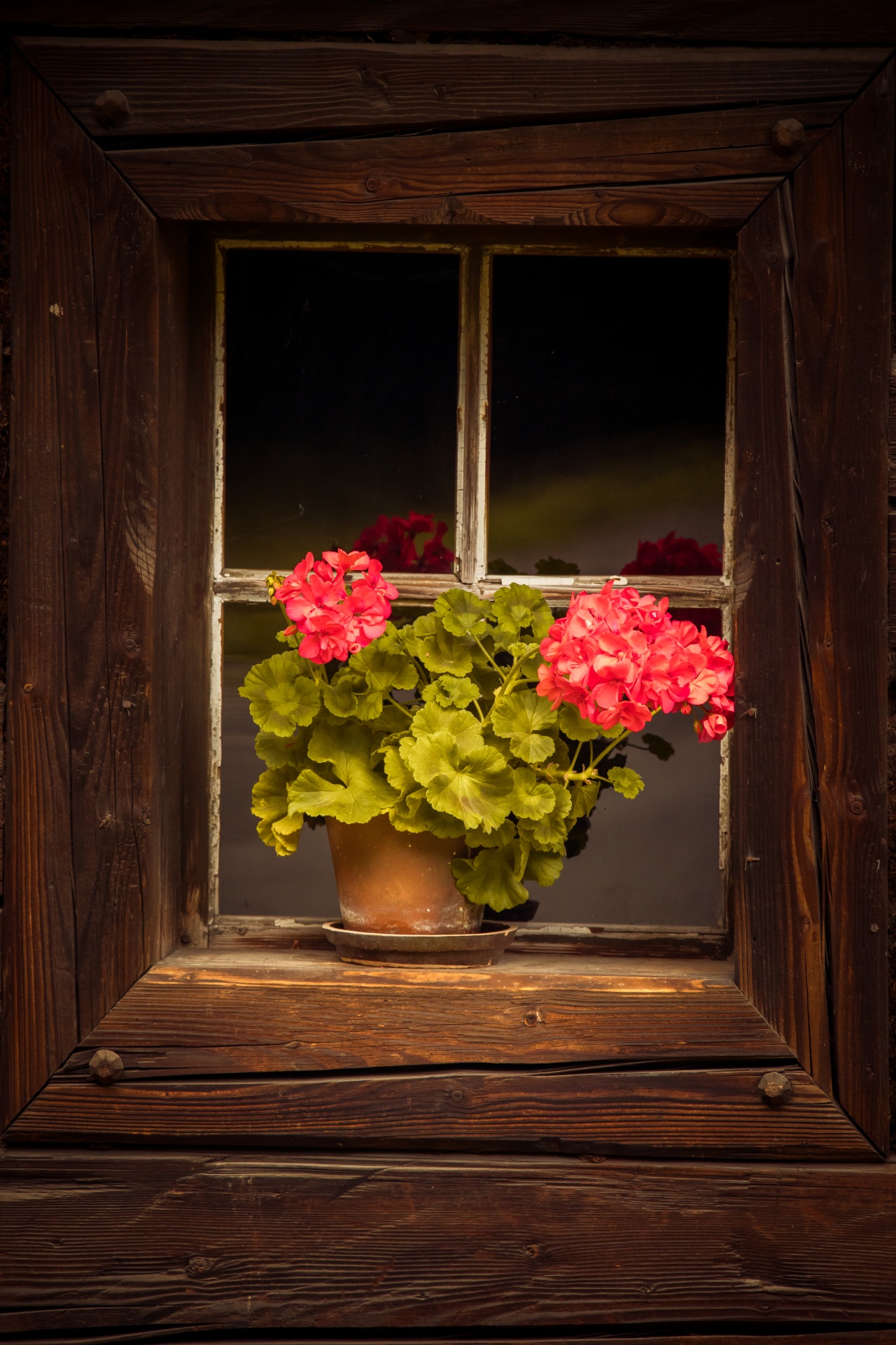 Bloemen in het raam