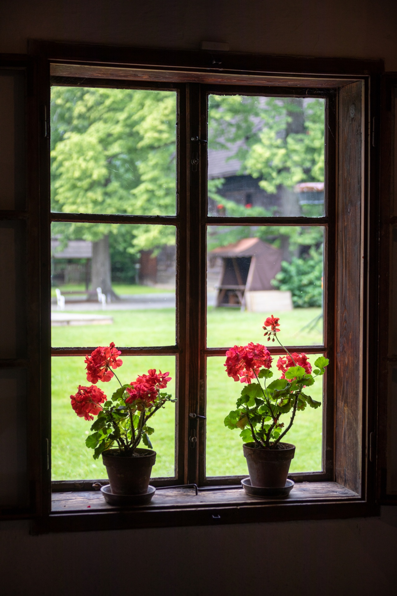 Bloemen in het raam