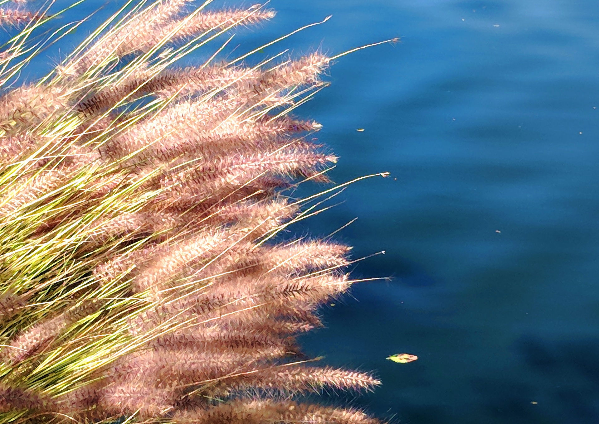 Fuchsschwanz Weeds über Wasser