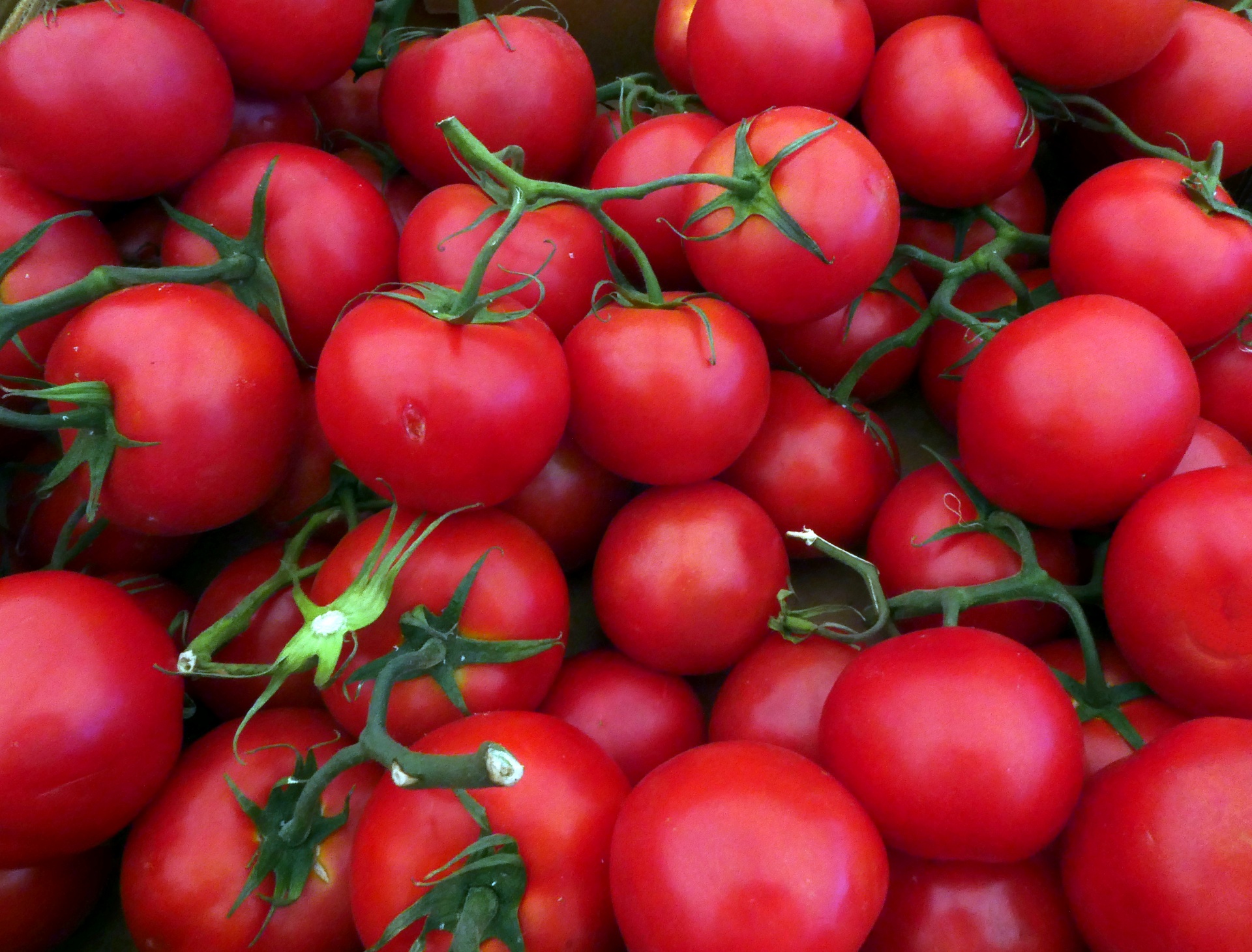 新鲜采摘的西红柿