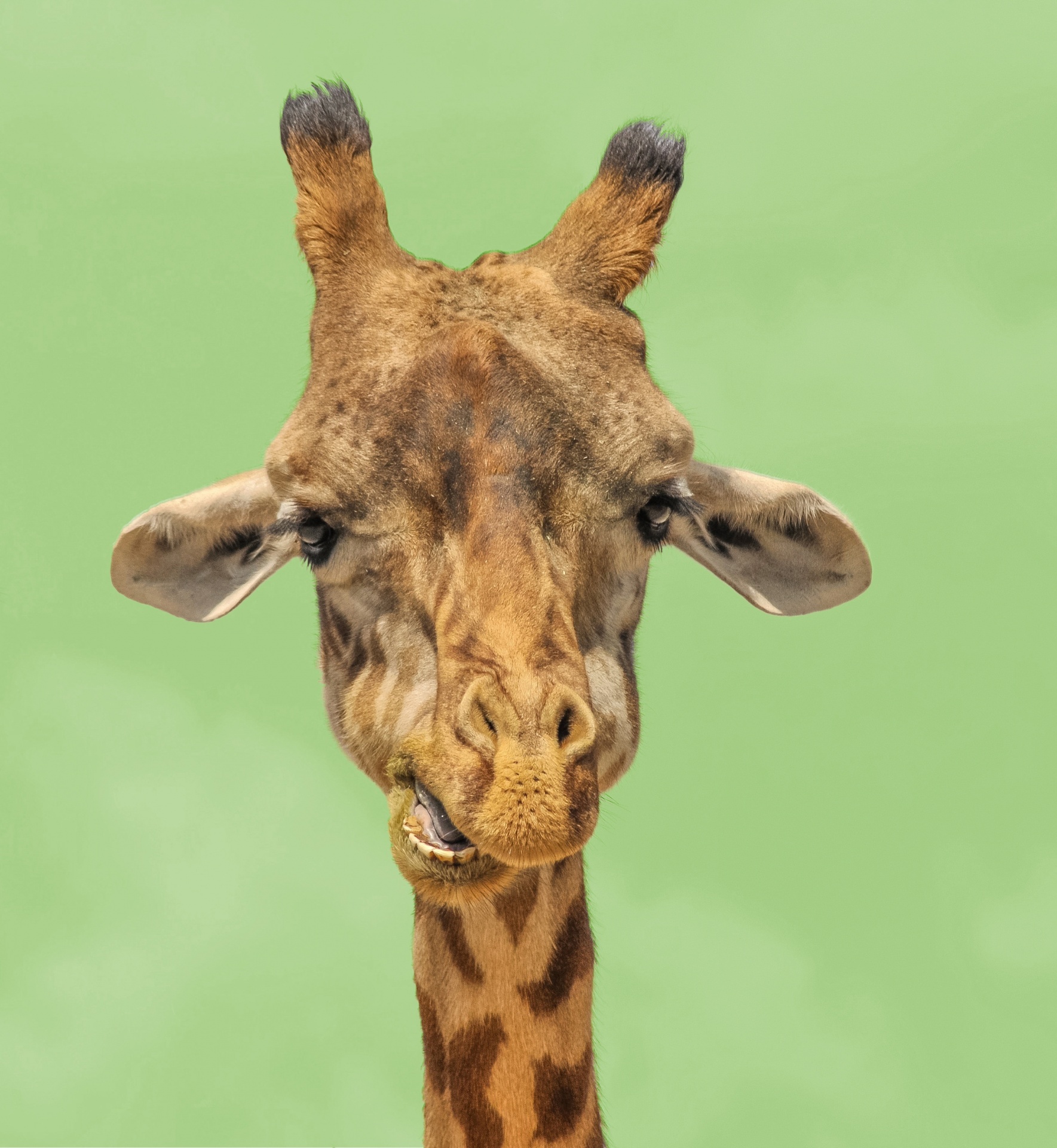Giraffe portret