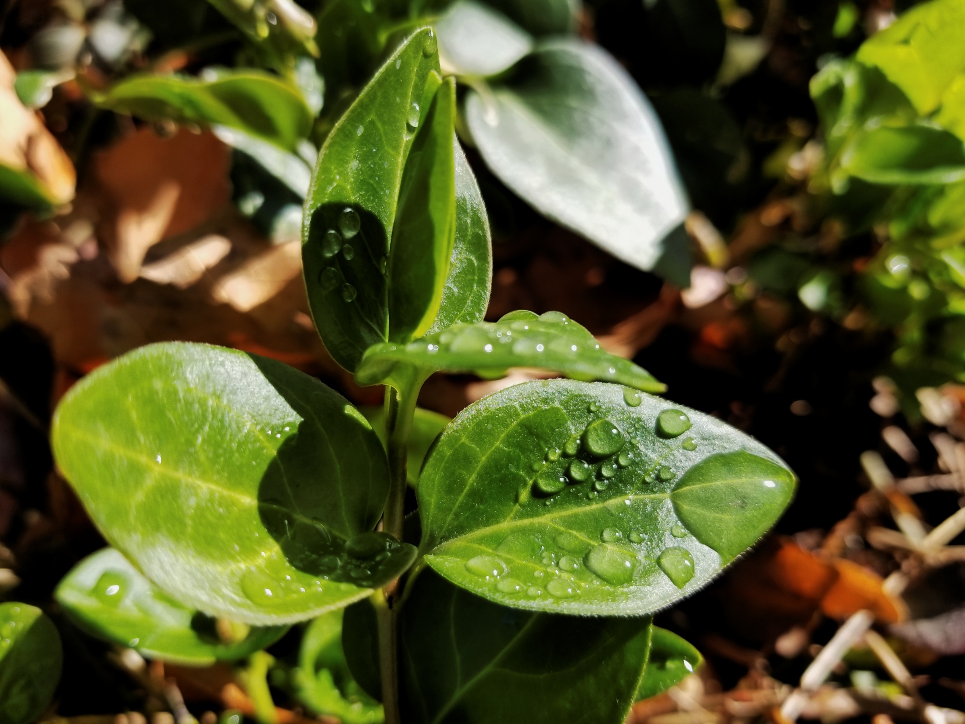 Gröna blad med droppar