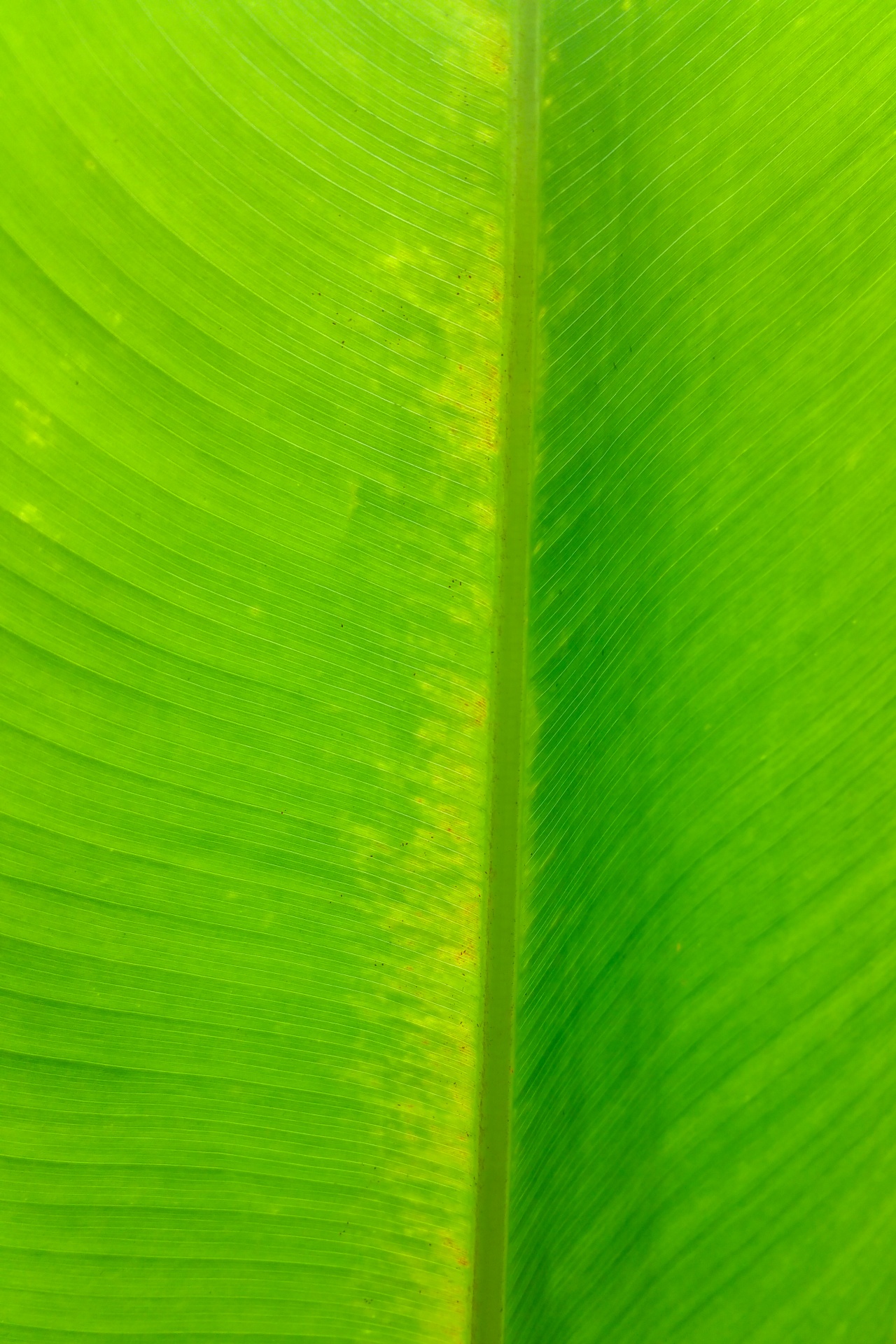 Groen palmblad