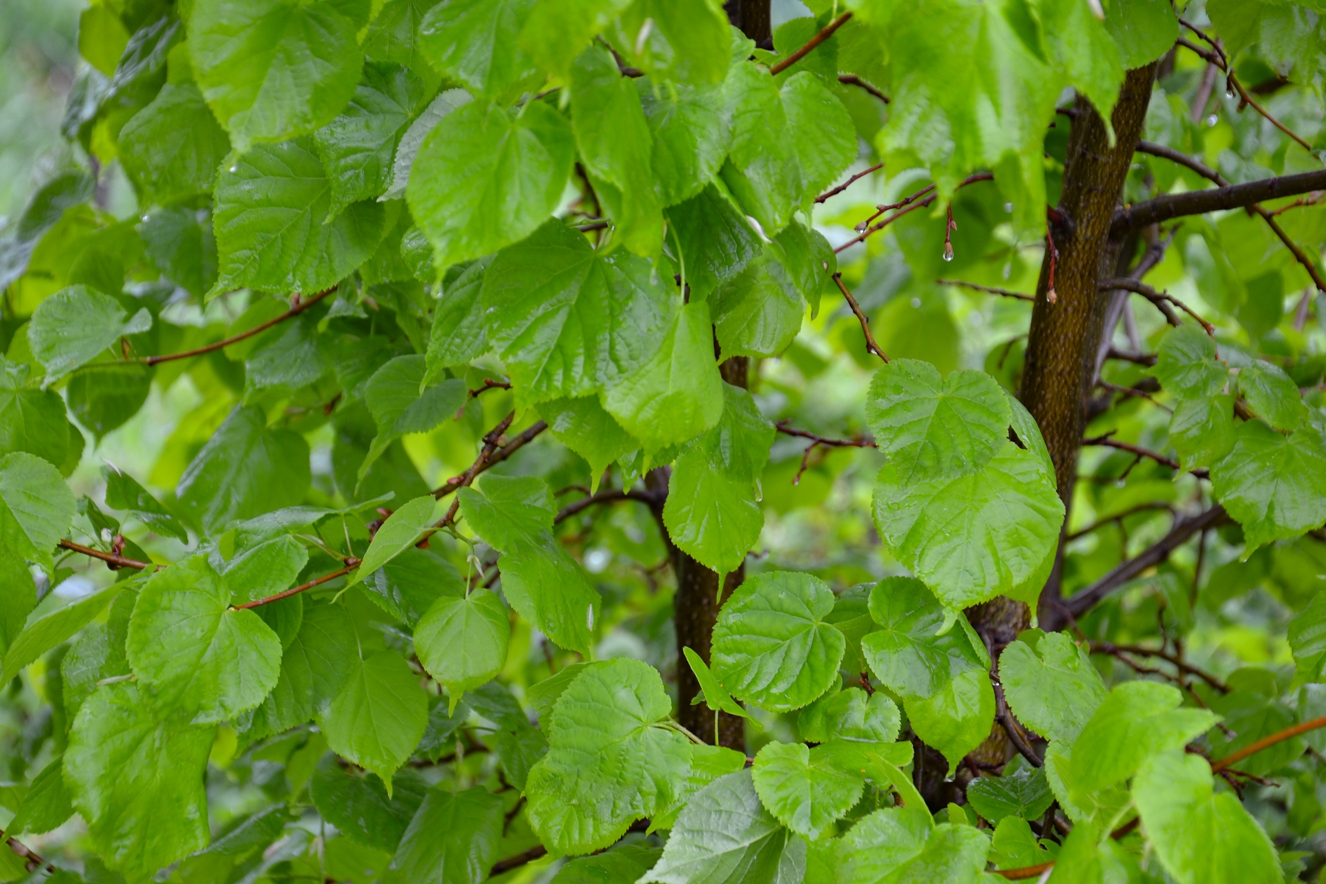 Groene boom na regen