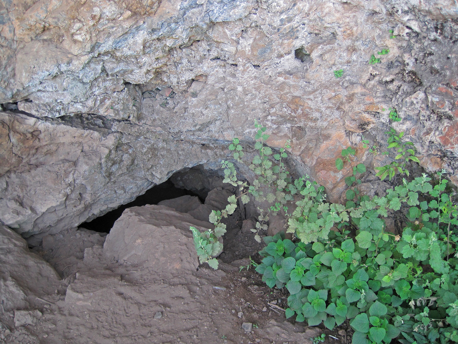 Groene vegetatie bij ingang van de grot