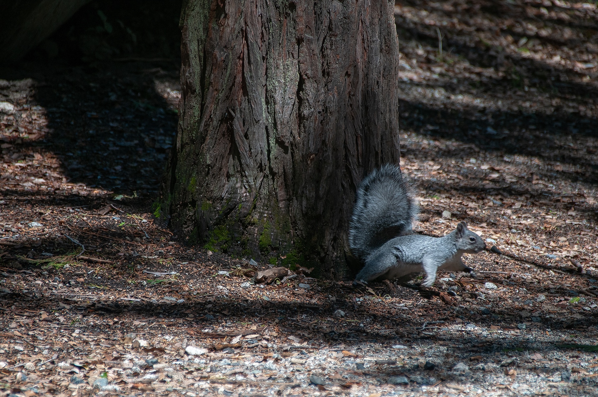 Gray Squirrel on the Run