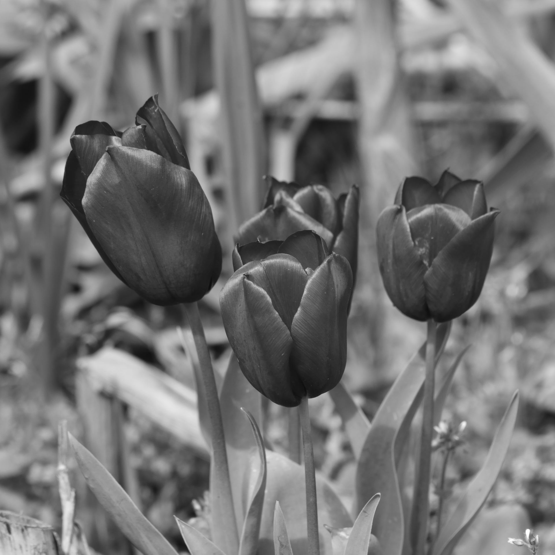 Groep tulpen
