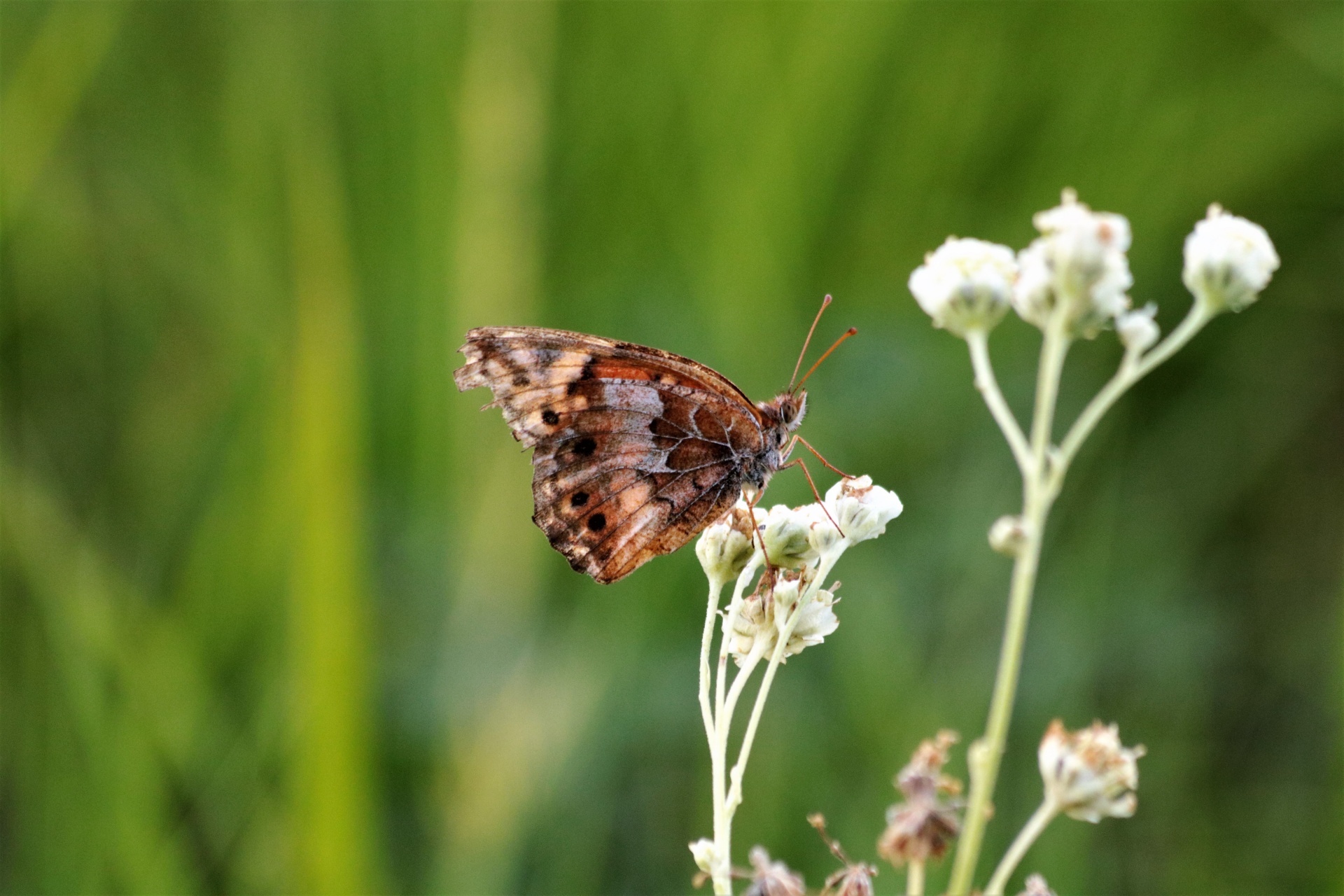 Golf Fritillary vlinder Ventraal