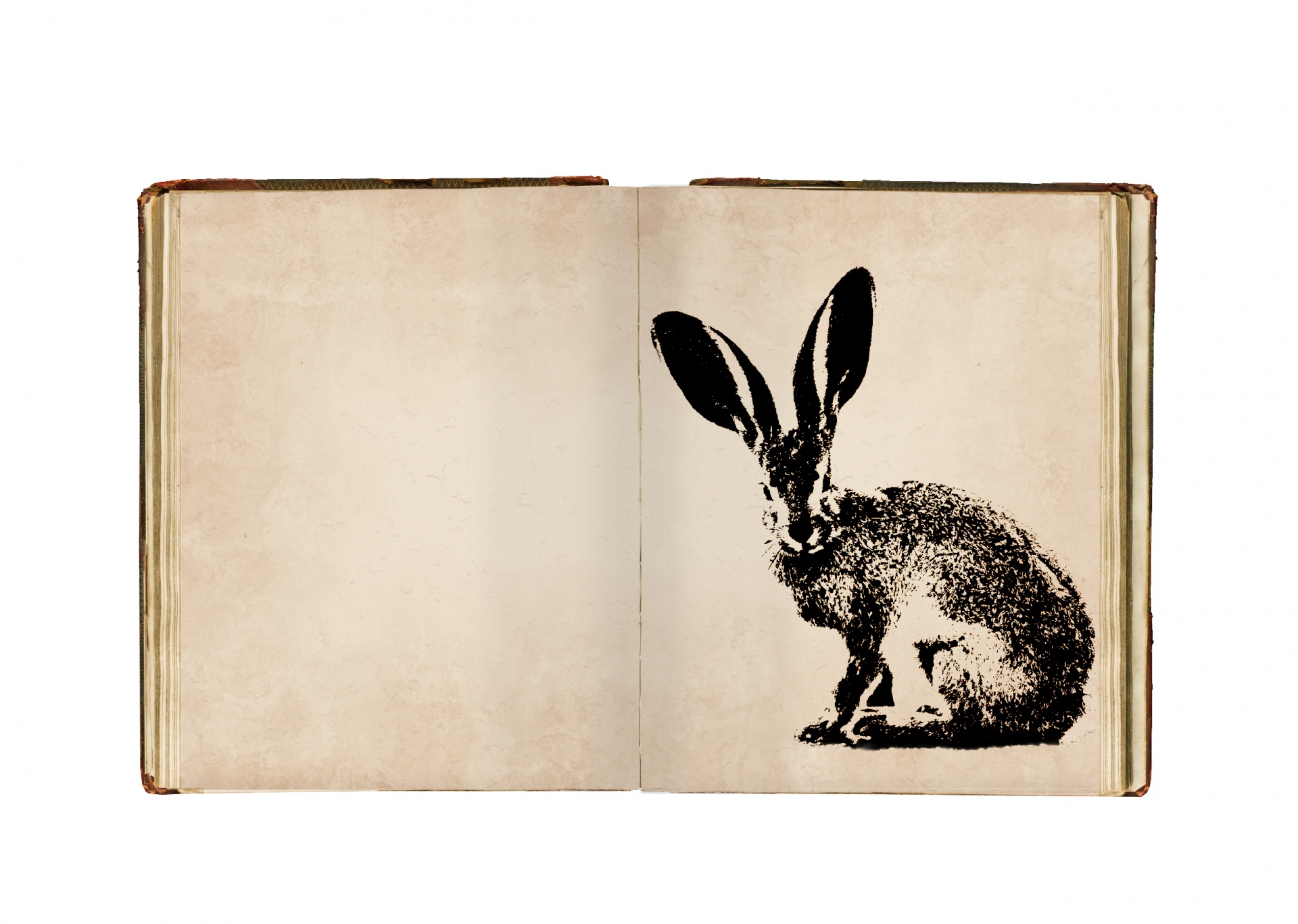 Hare Vintage Illustration Sketch