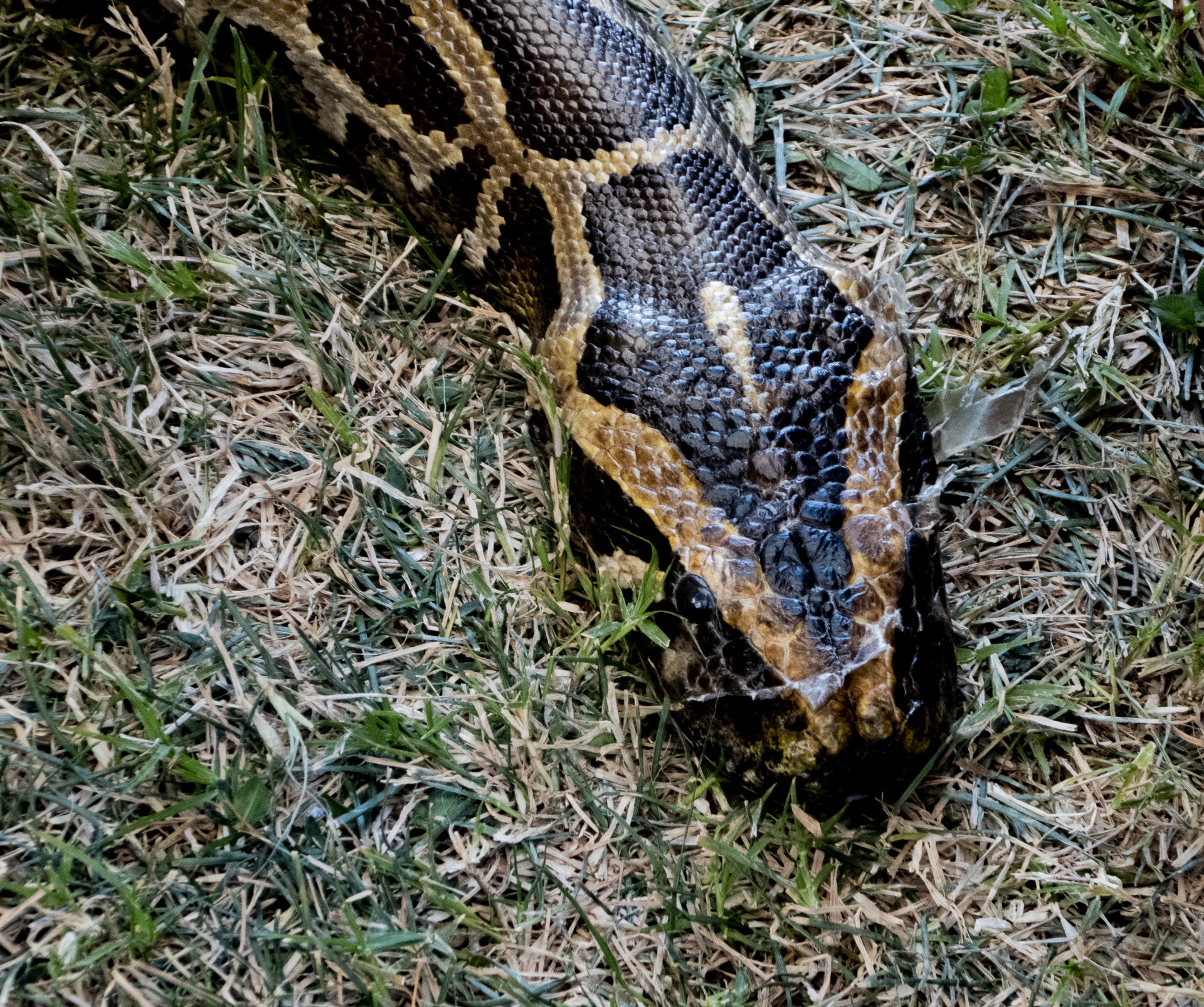 Hoofd van een python
