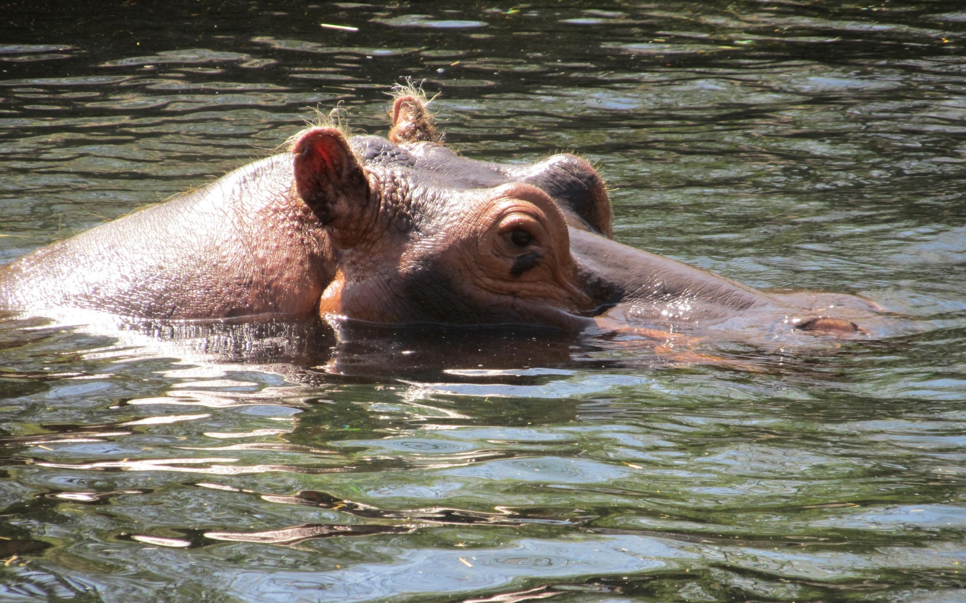 Hippo portret