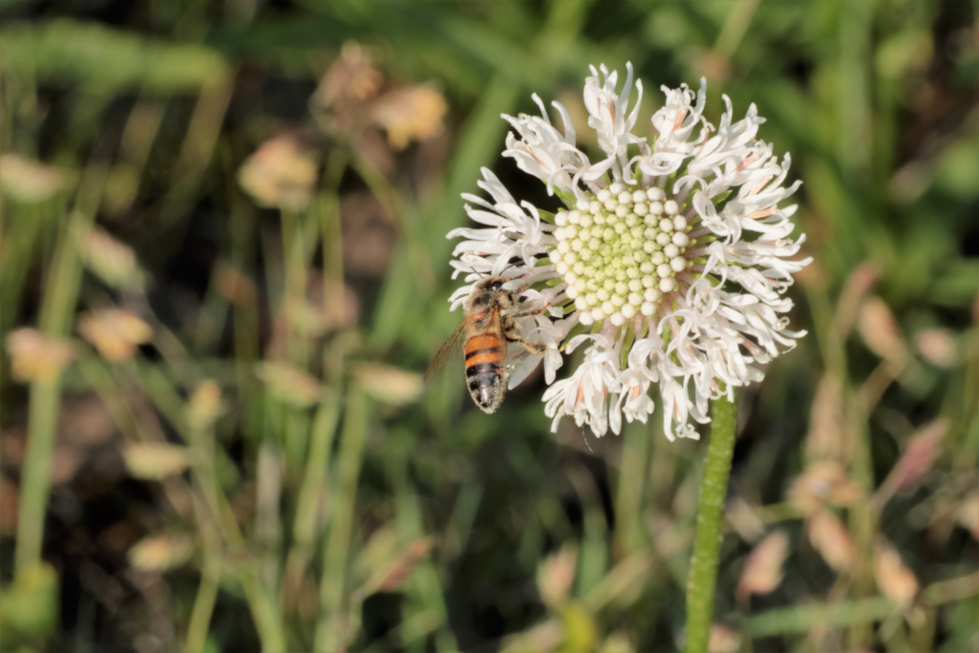 Honey Bee op witte Wildflower