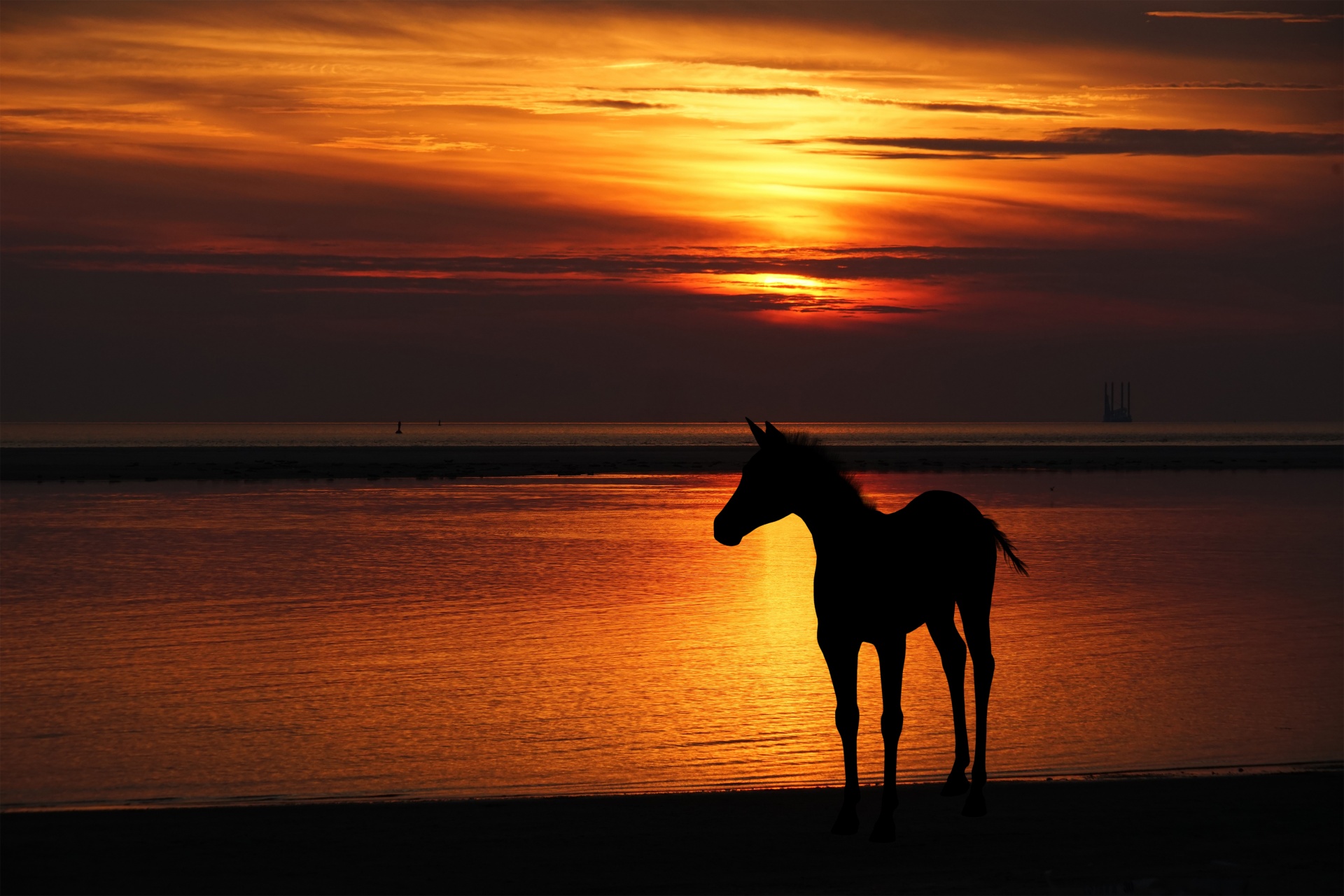 Paardsilhouet bij zonsondergang