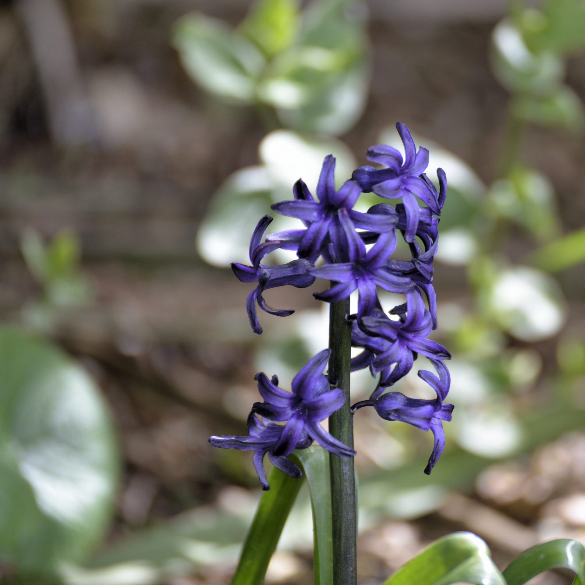 Lente hyacint