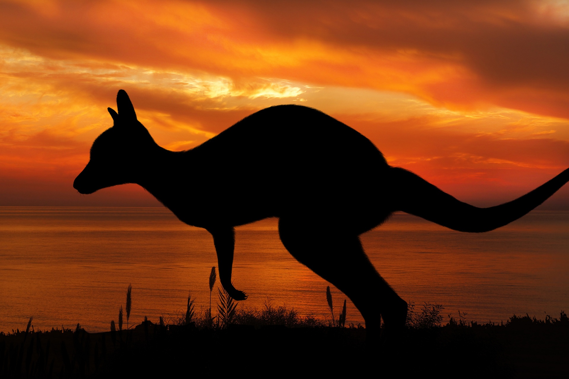 Kangaroo silhouet bij zonsondergang