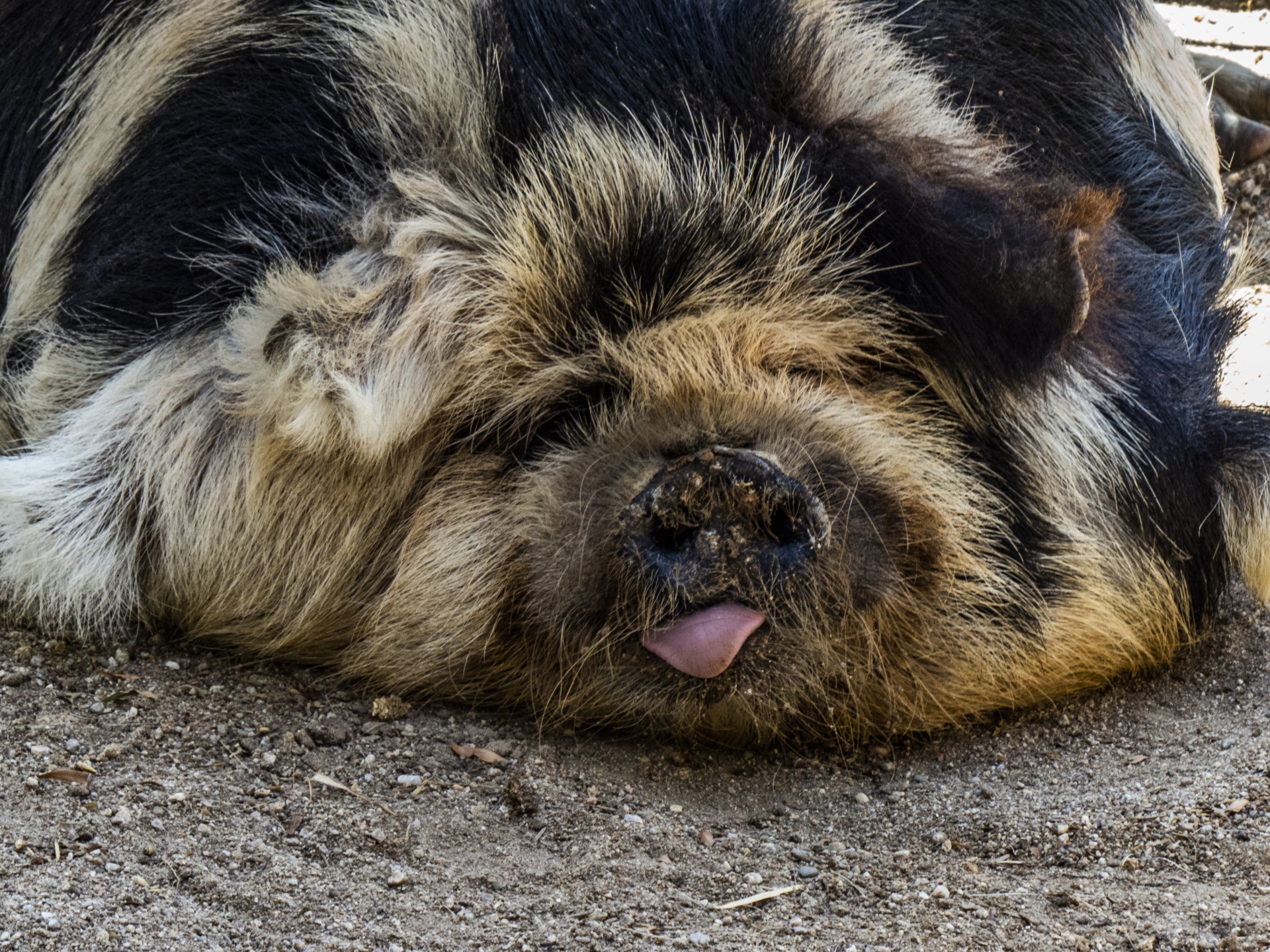 KuneKune Schwein mit Zunge heraus