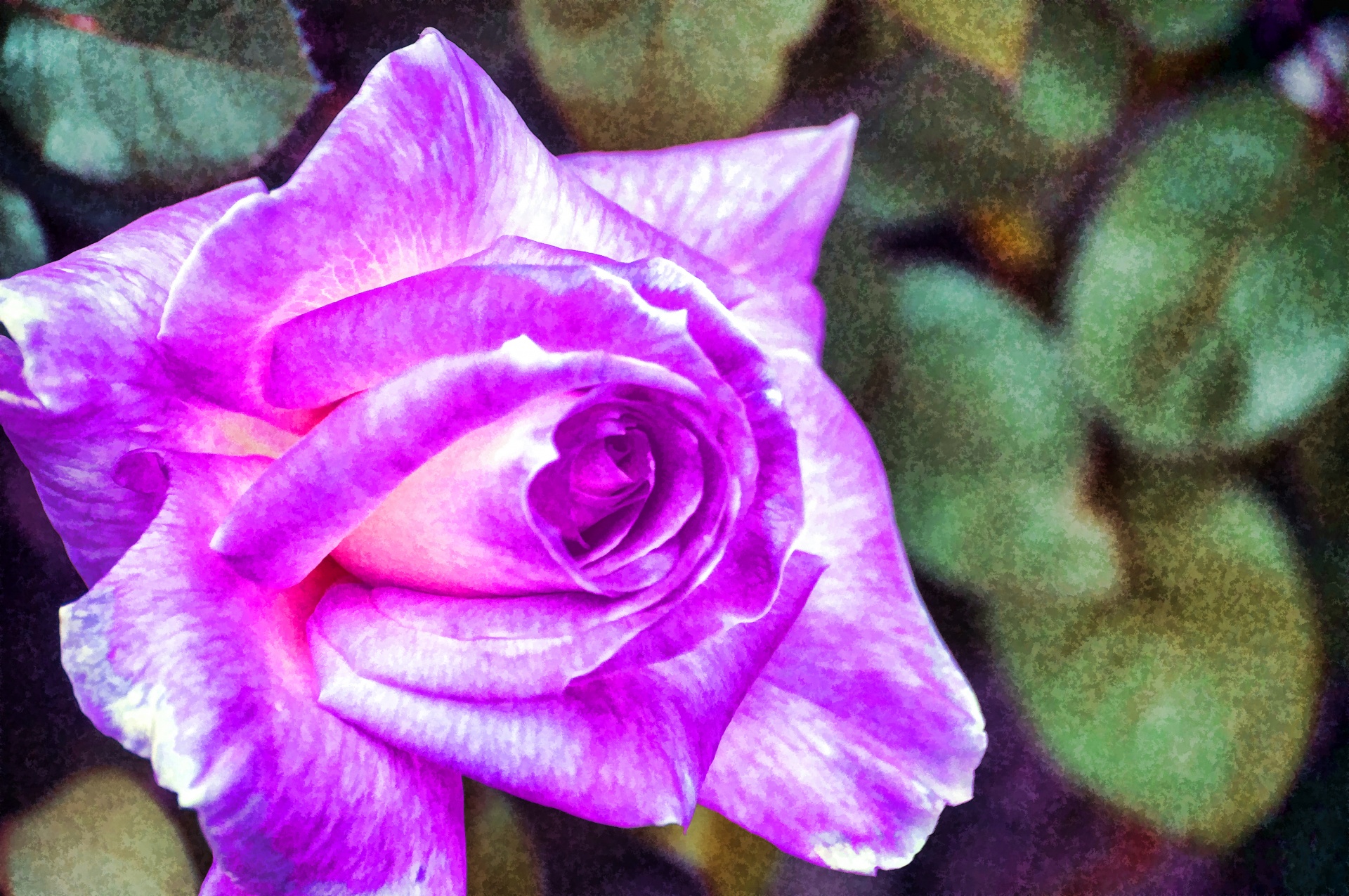 Lavendel roos