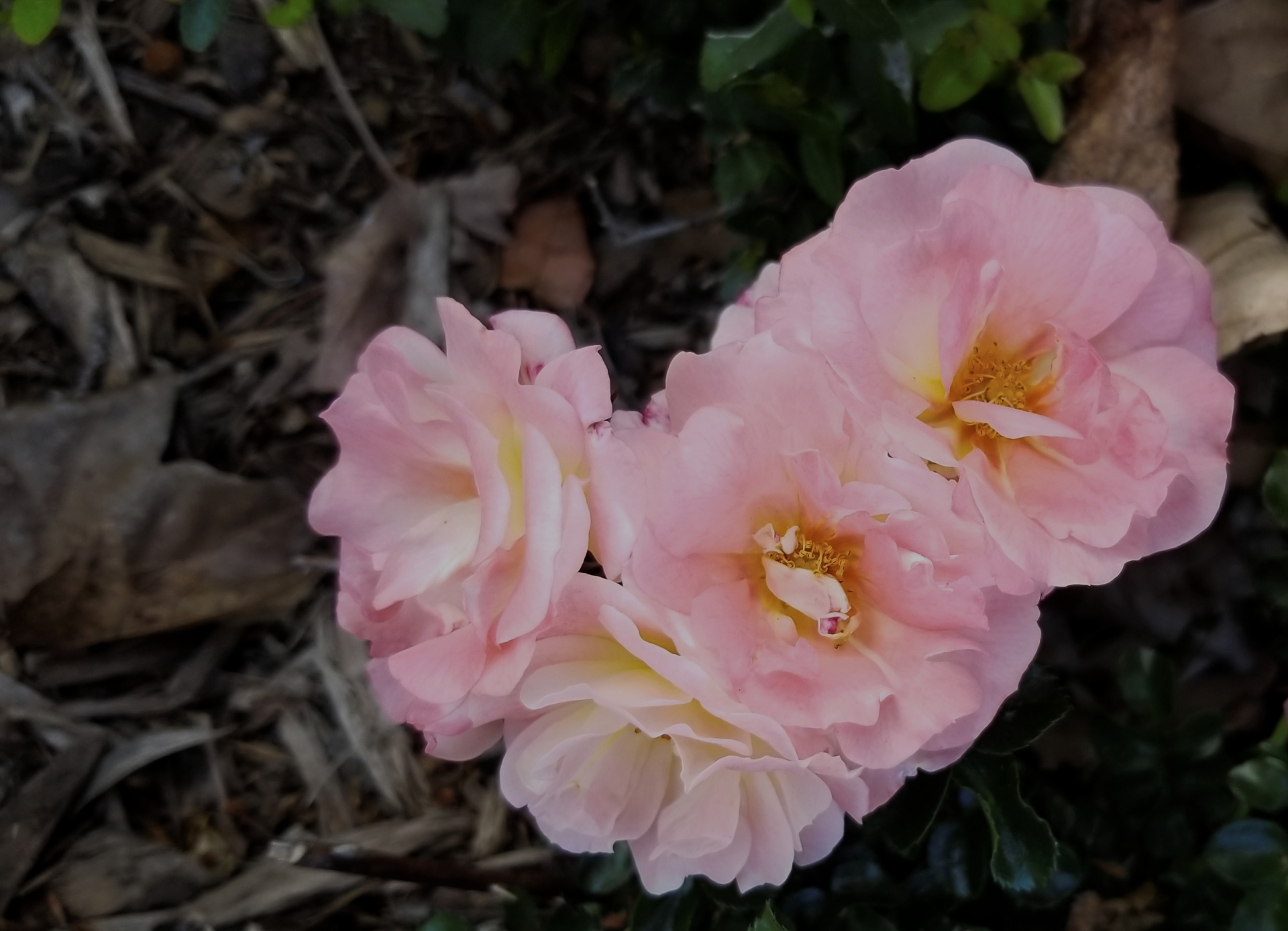 Lichtroze Full Bloom-rozen