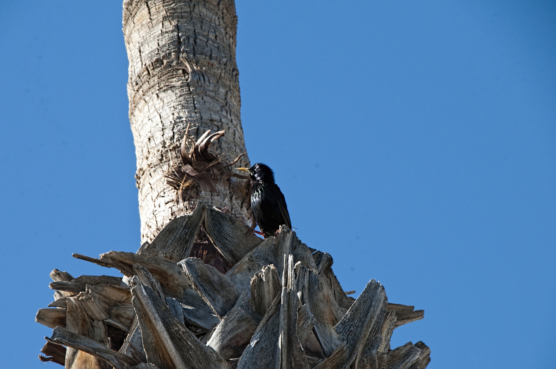 Minah Bird in Palm Tree