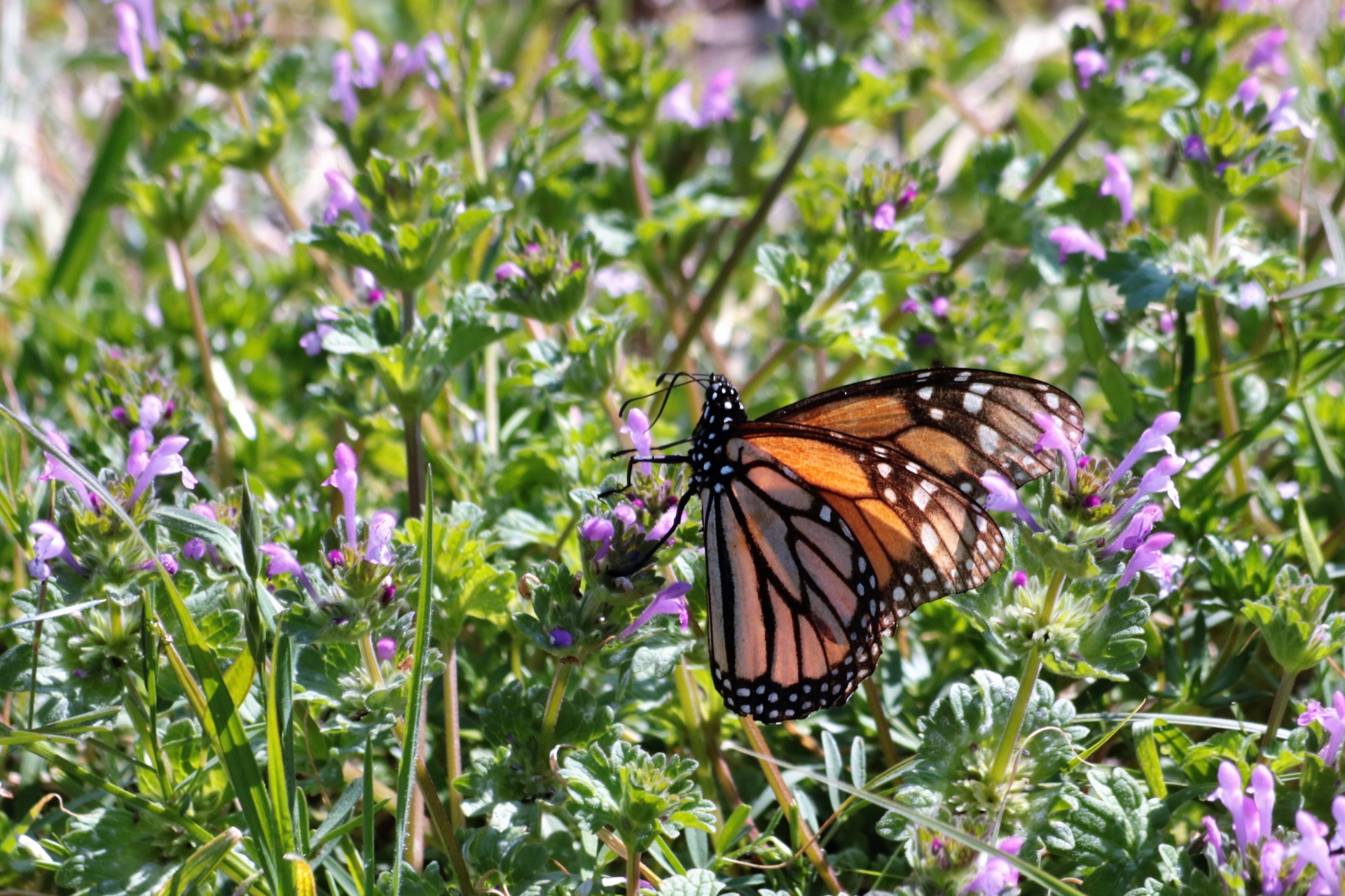 Monarchvlinder op Purple Henbit