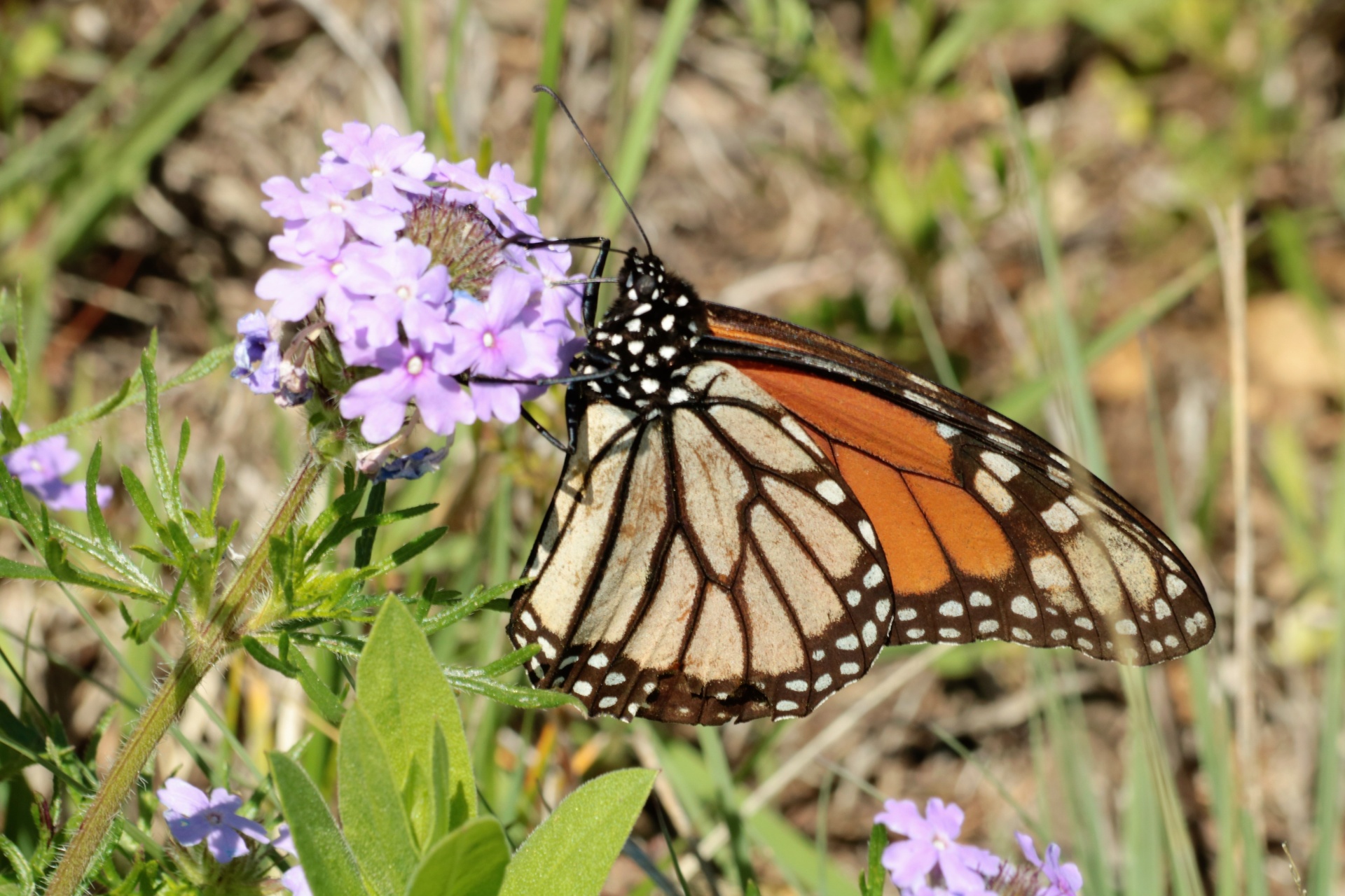 Monarchvlinder op Wildflower